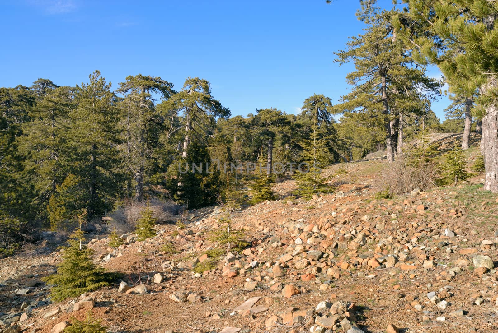 Mountain landscape. Troodos. Cyprus