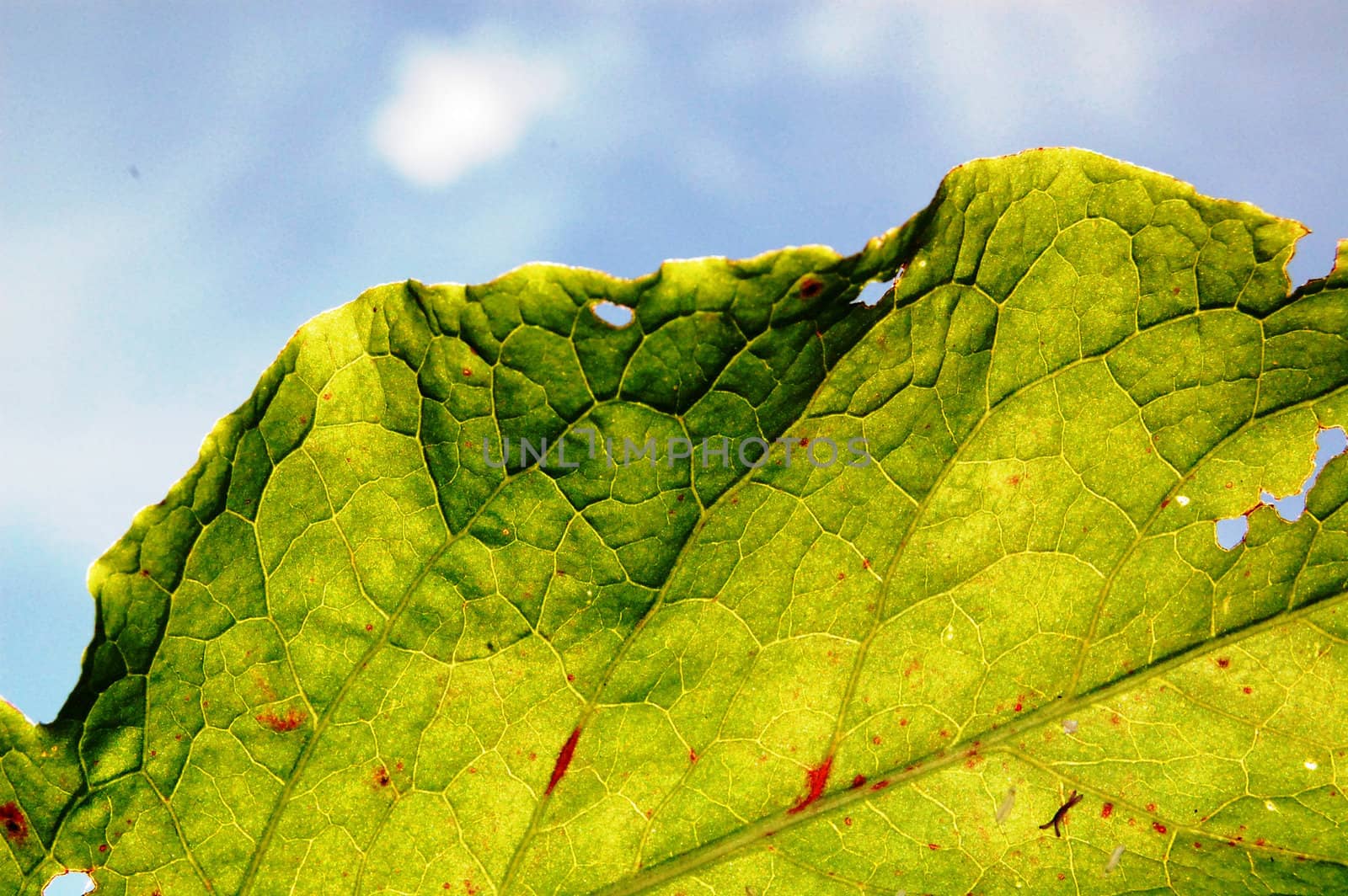 damaged leaf