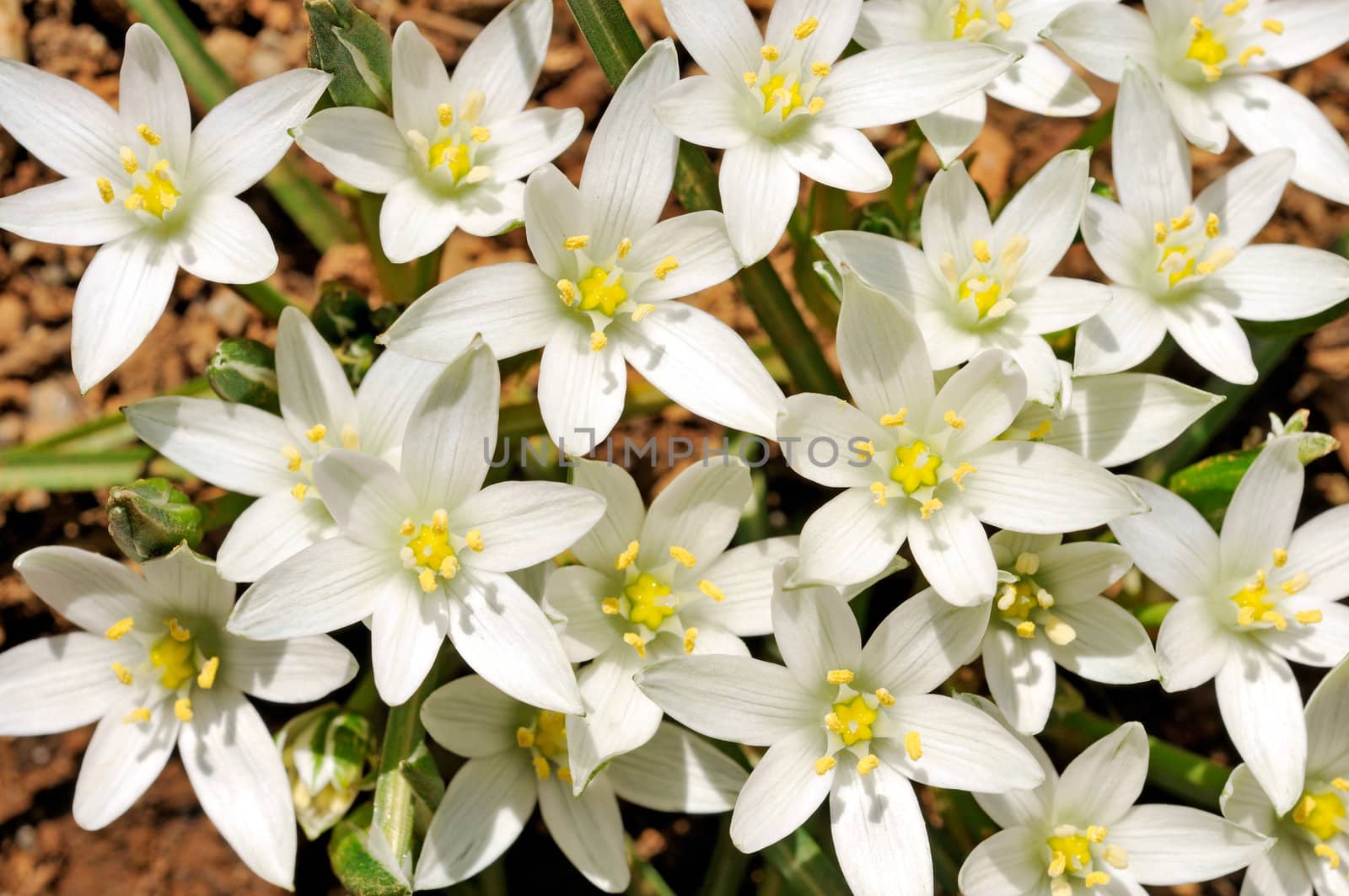 Spring flowers in the forest - glory-of-the-snow (Chionodoxa luciliae)