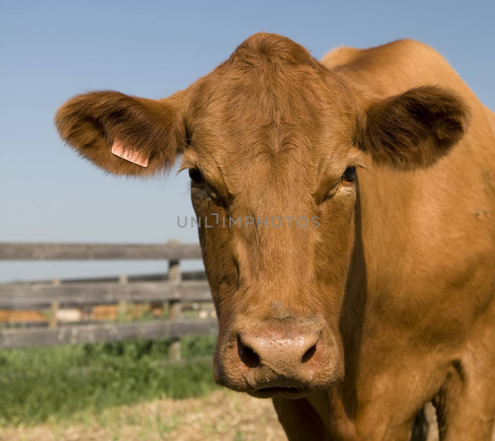 Close-up Beef Cow staring at the camera