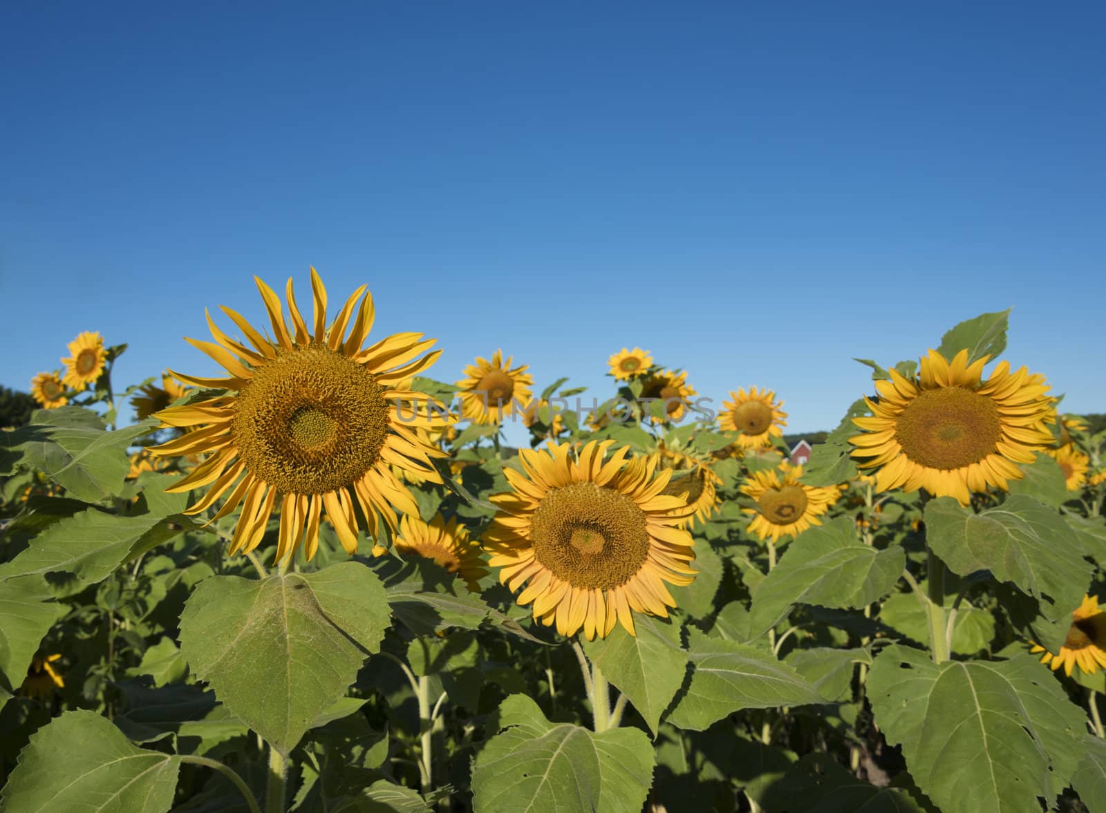 Selective focus on sunflower on the left of the foreground flowers