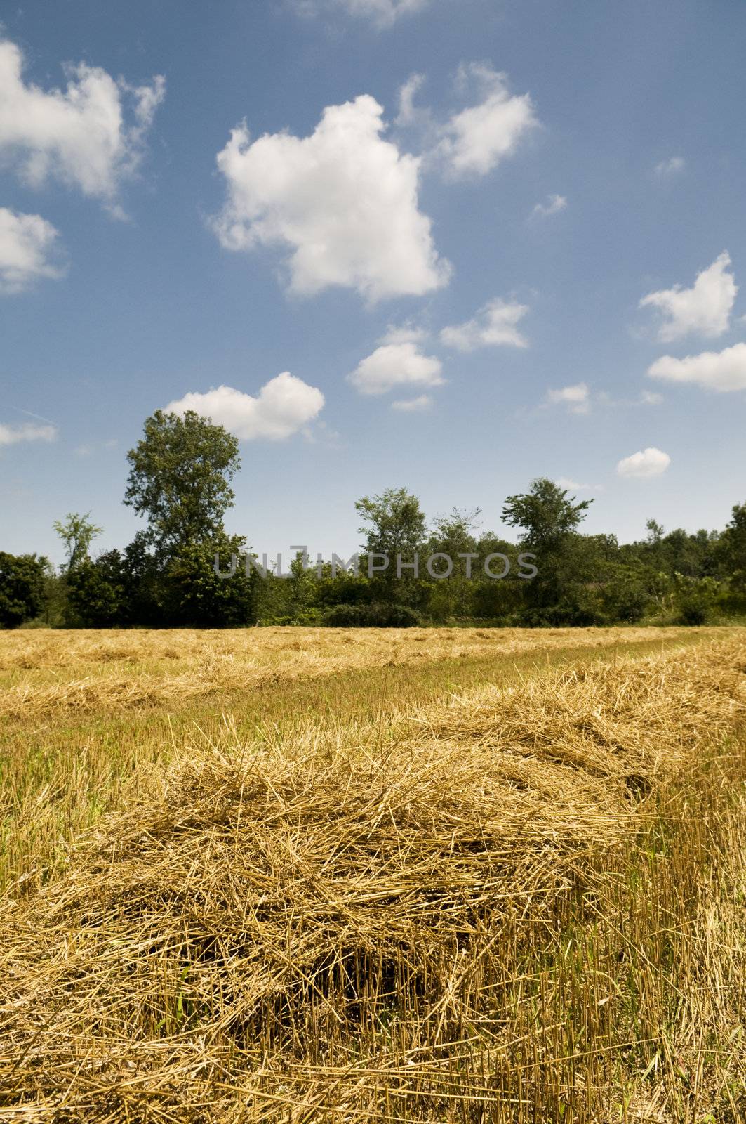 Cut grain on a Ontario farm