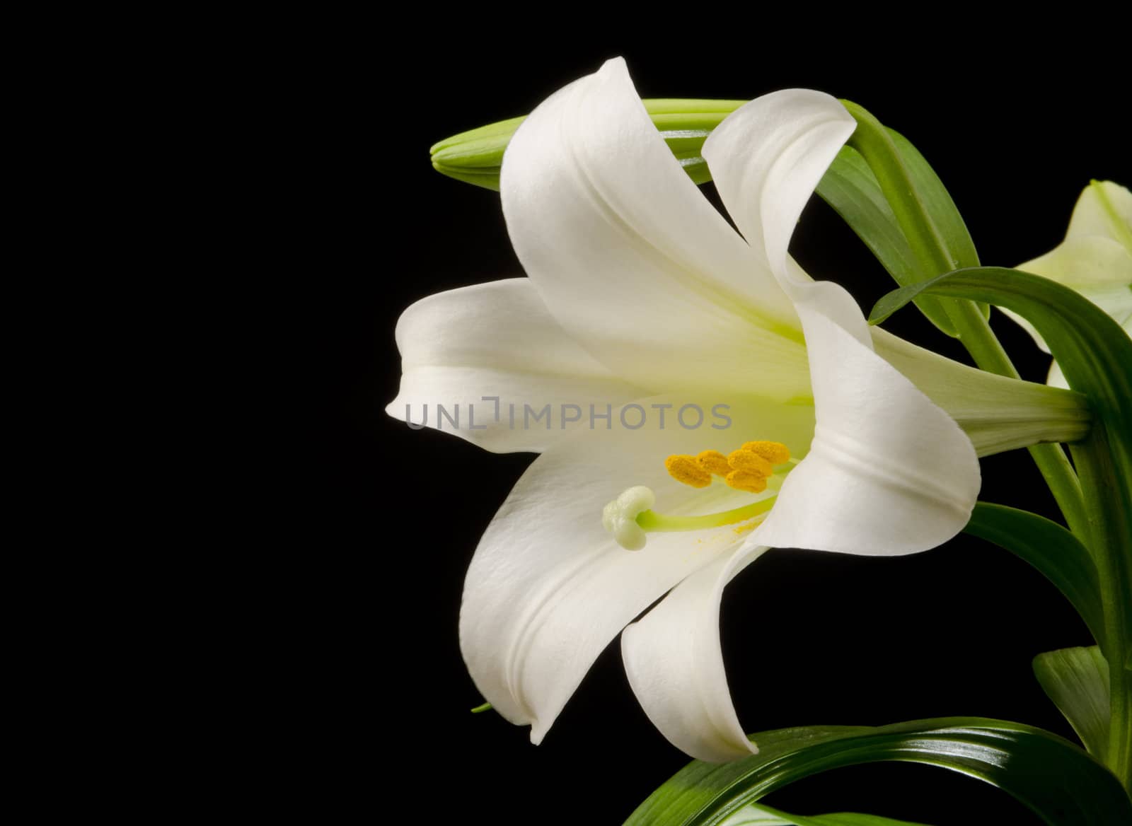 Lily with Large Blossom by Gordo25