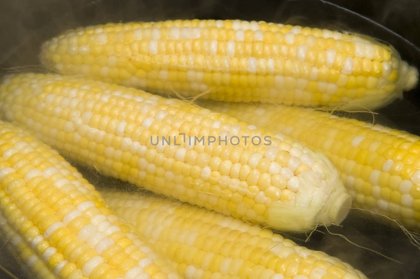 Ears of corn cooking in water and steam