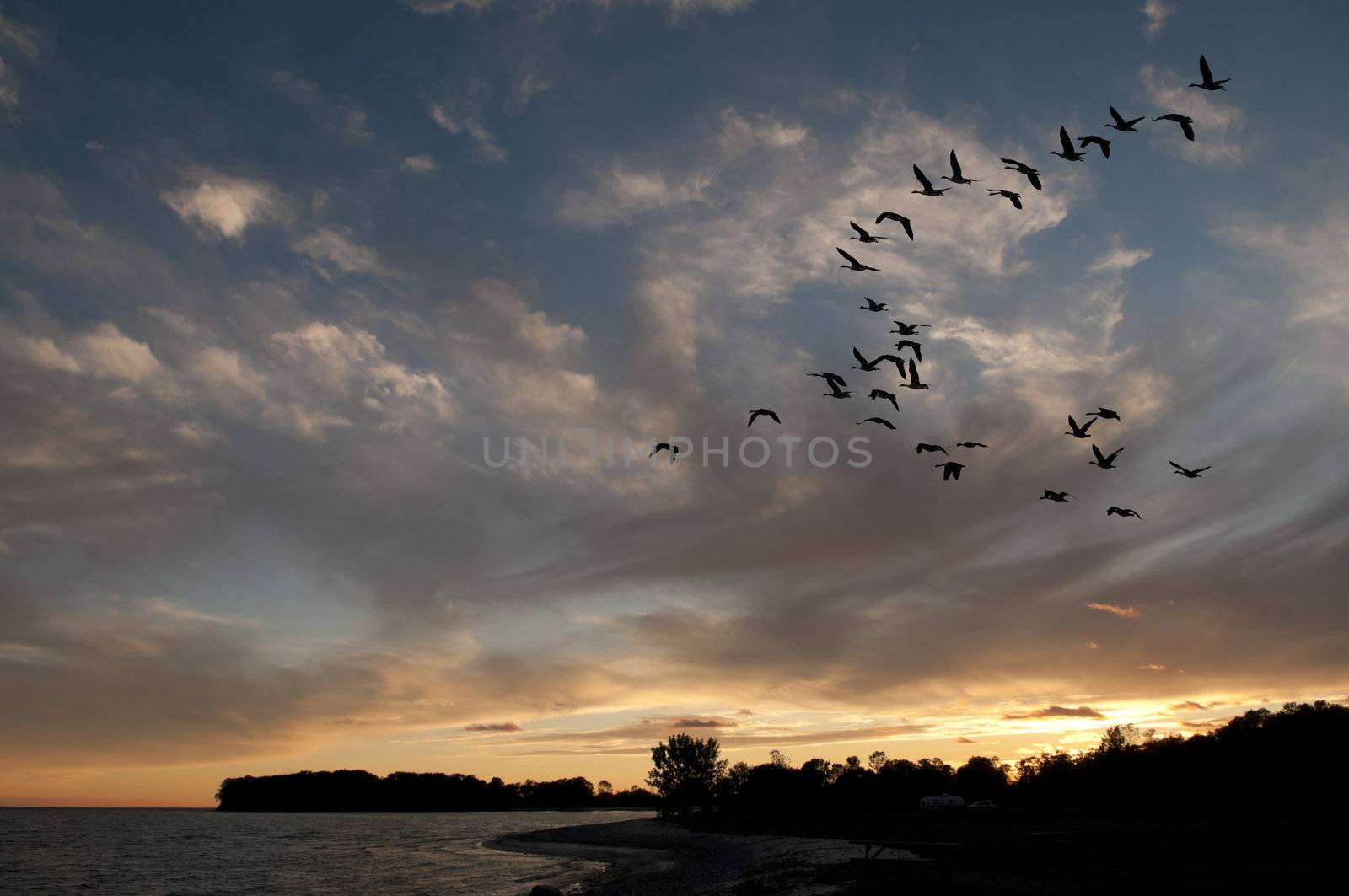 A flock of geese flying into the shoreline as the sun sets on Lake Ontario