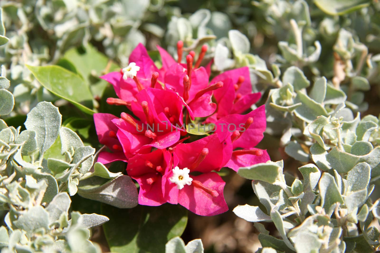 Beautiful red flower Bougainvillea on a background of green leaves