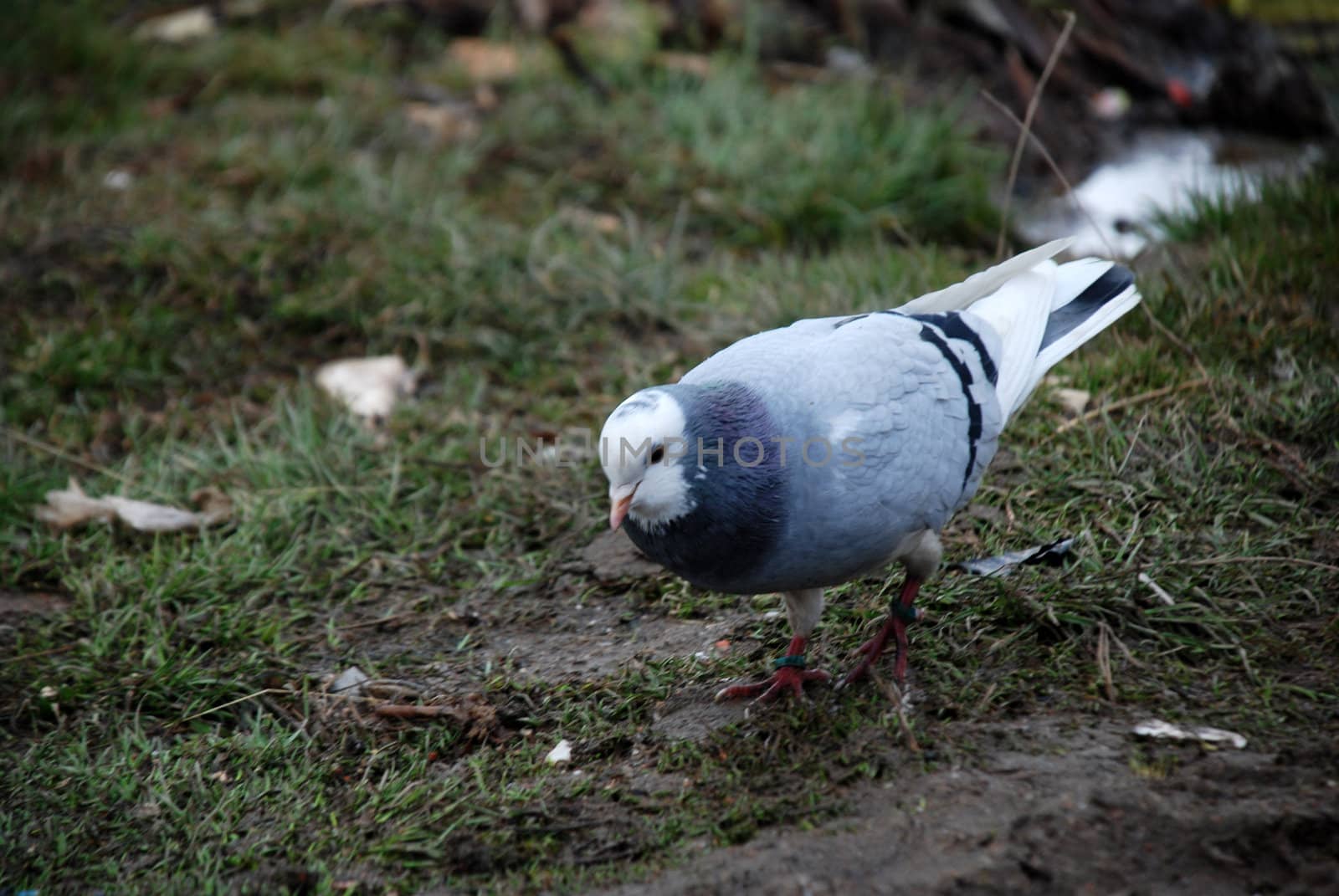 dove