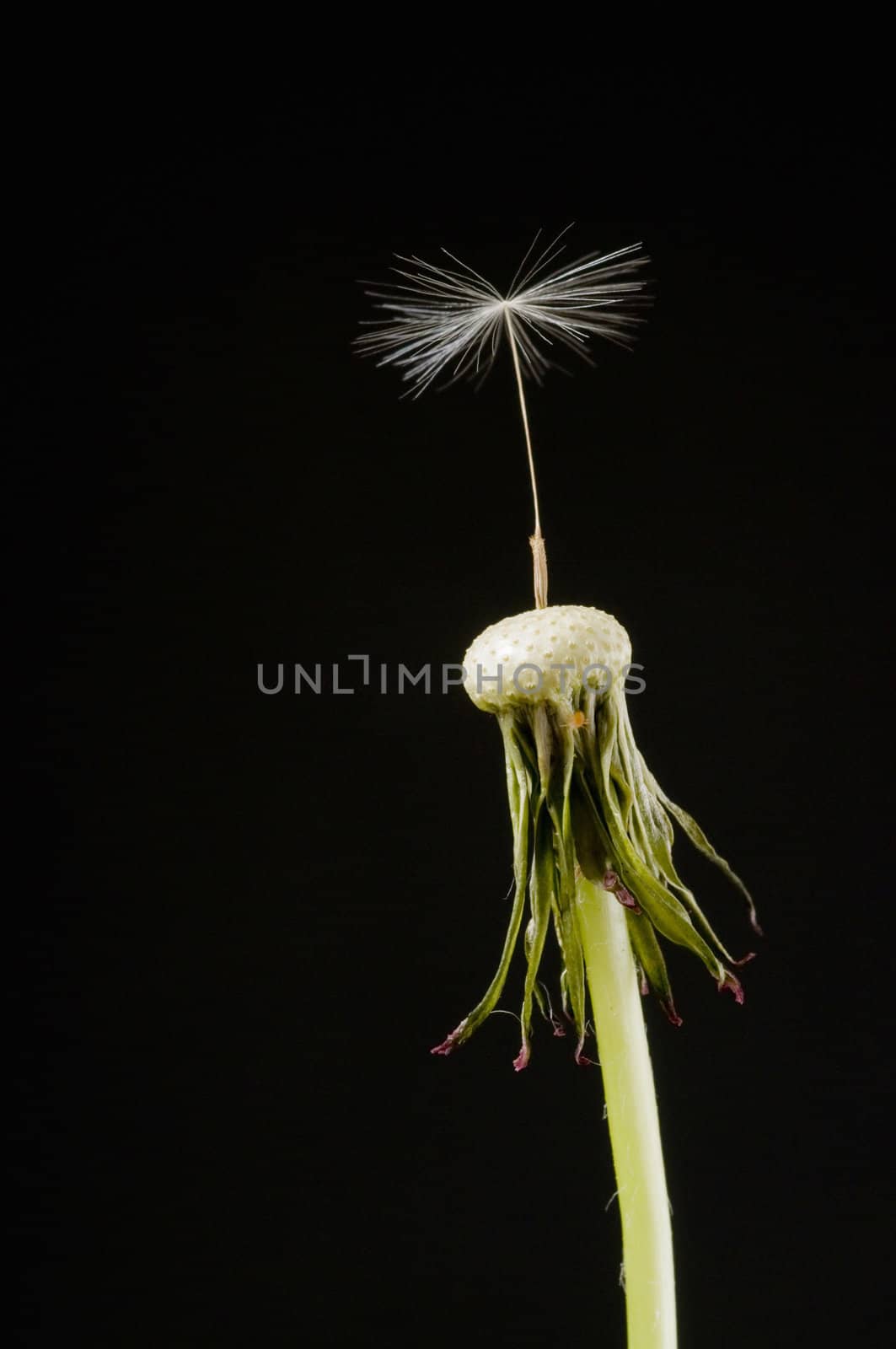 Dandelion head with a single seed on black background