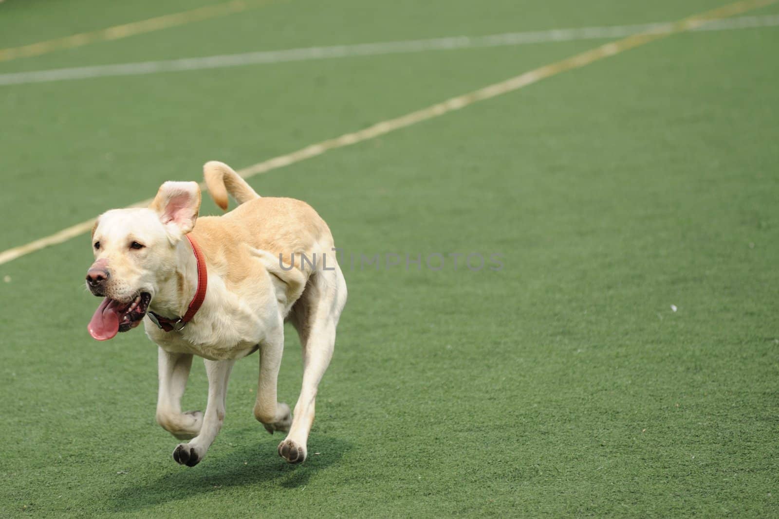 Labrador dog running on the playground