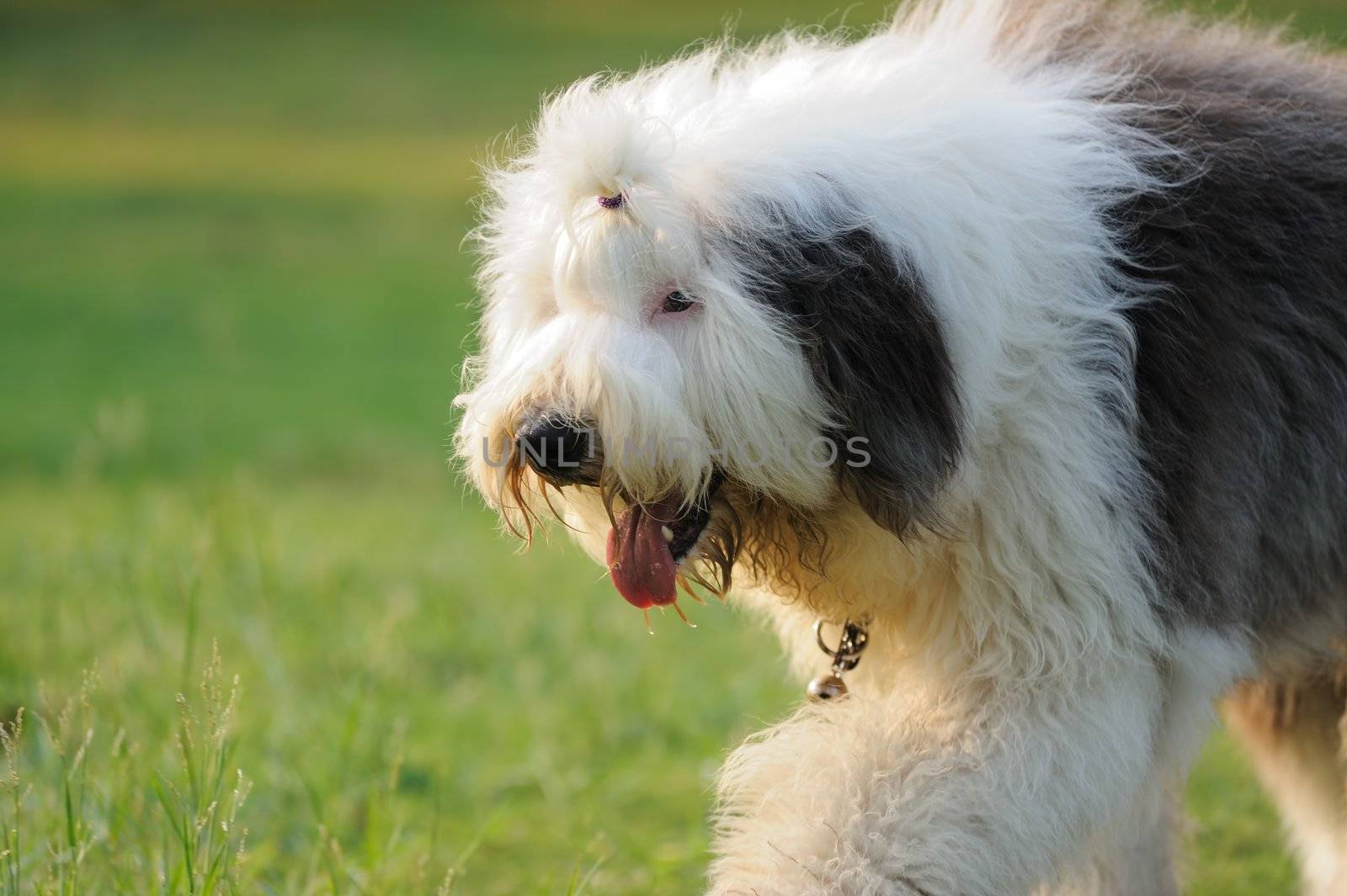 An old English sheepdog walking on the lawn