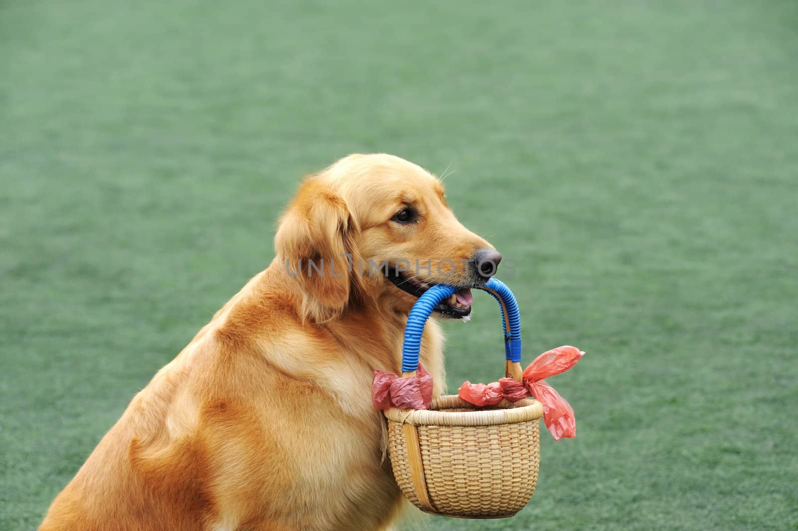 Golden retriever dog holding basket by raywoo