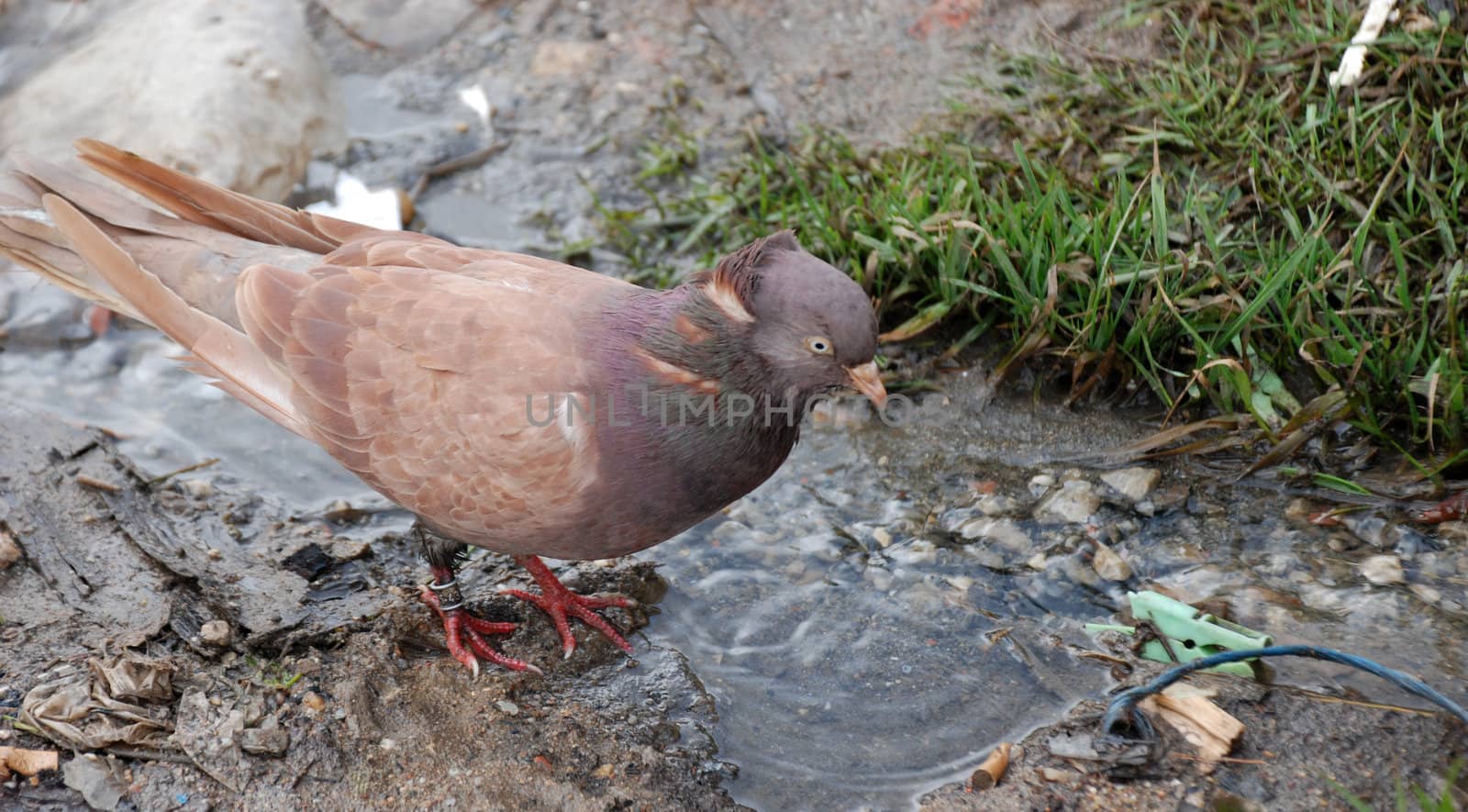 pigeon