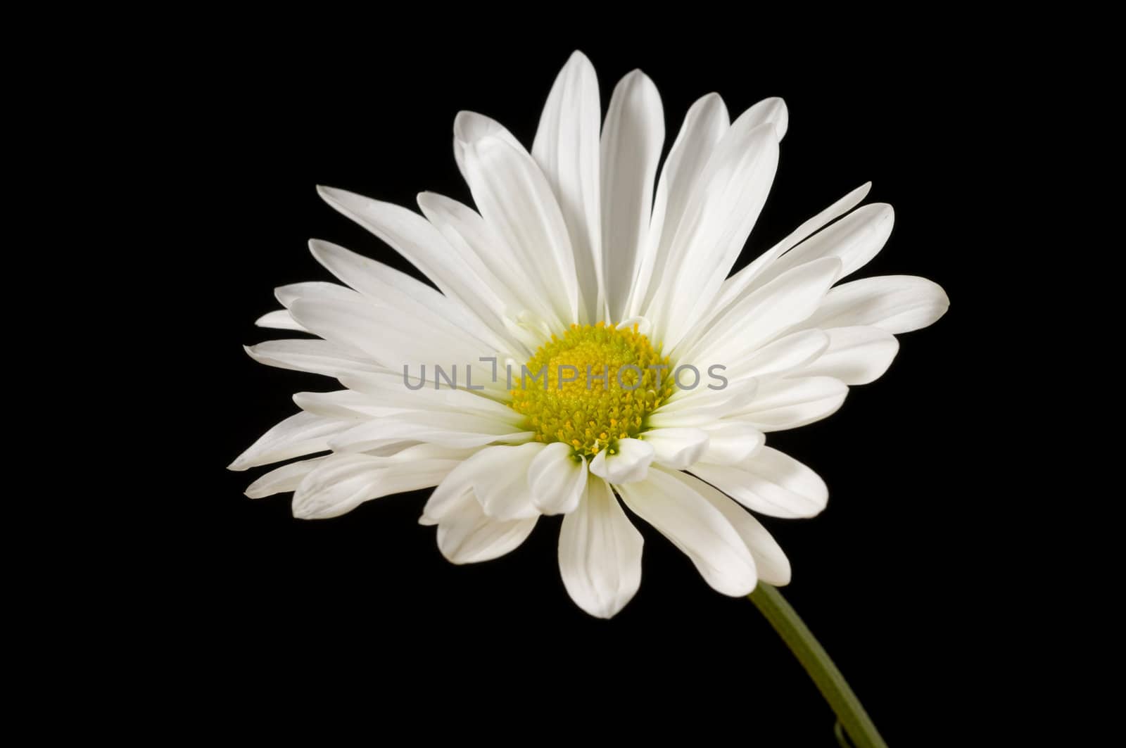 Macro image of single daisy on black background