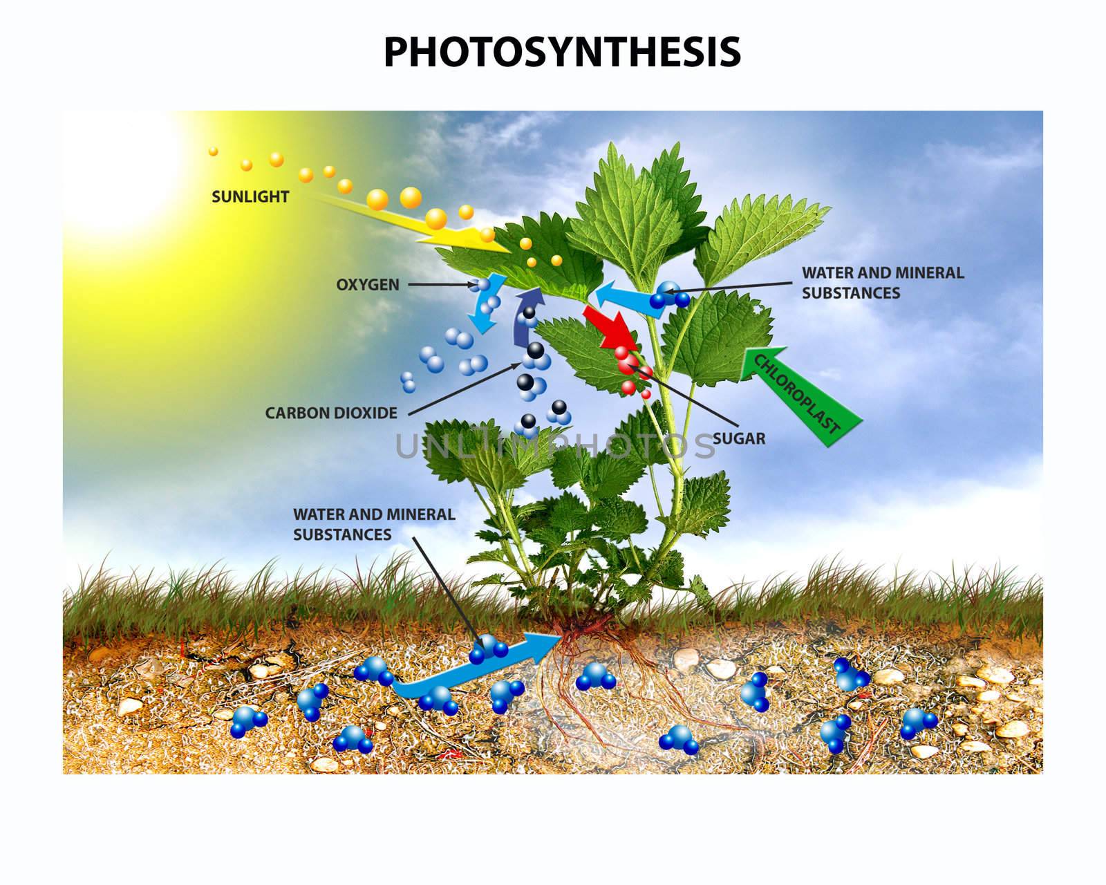 Showing the process of photosynthesis.