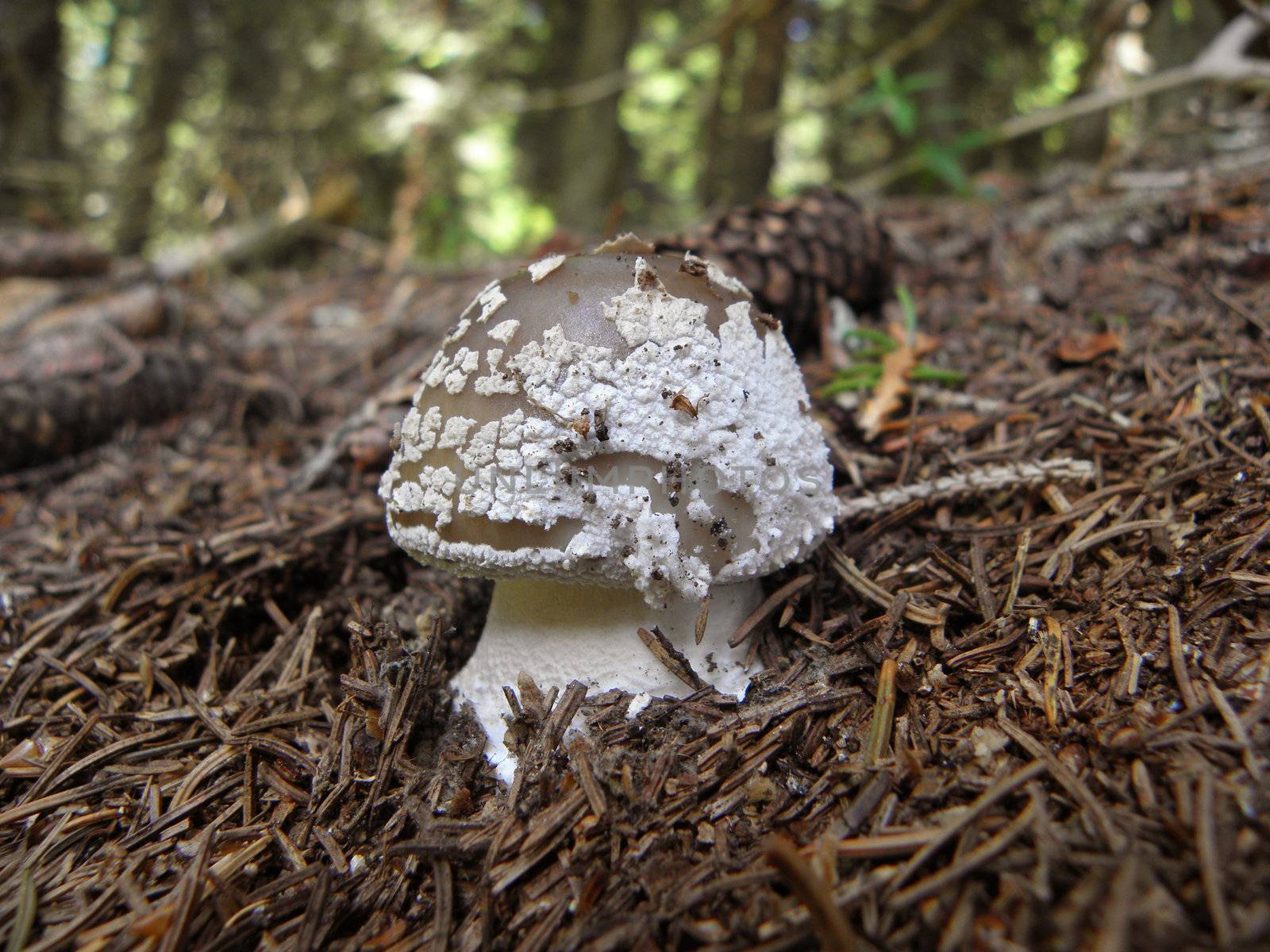 Poisonous mushroom Amanita Pantherina - Panther cap.