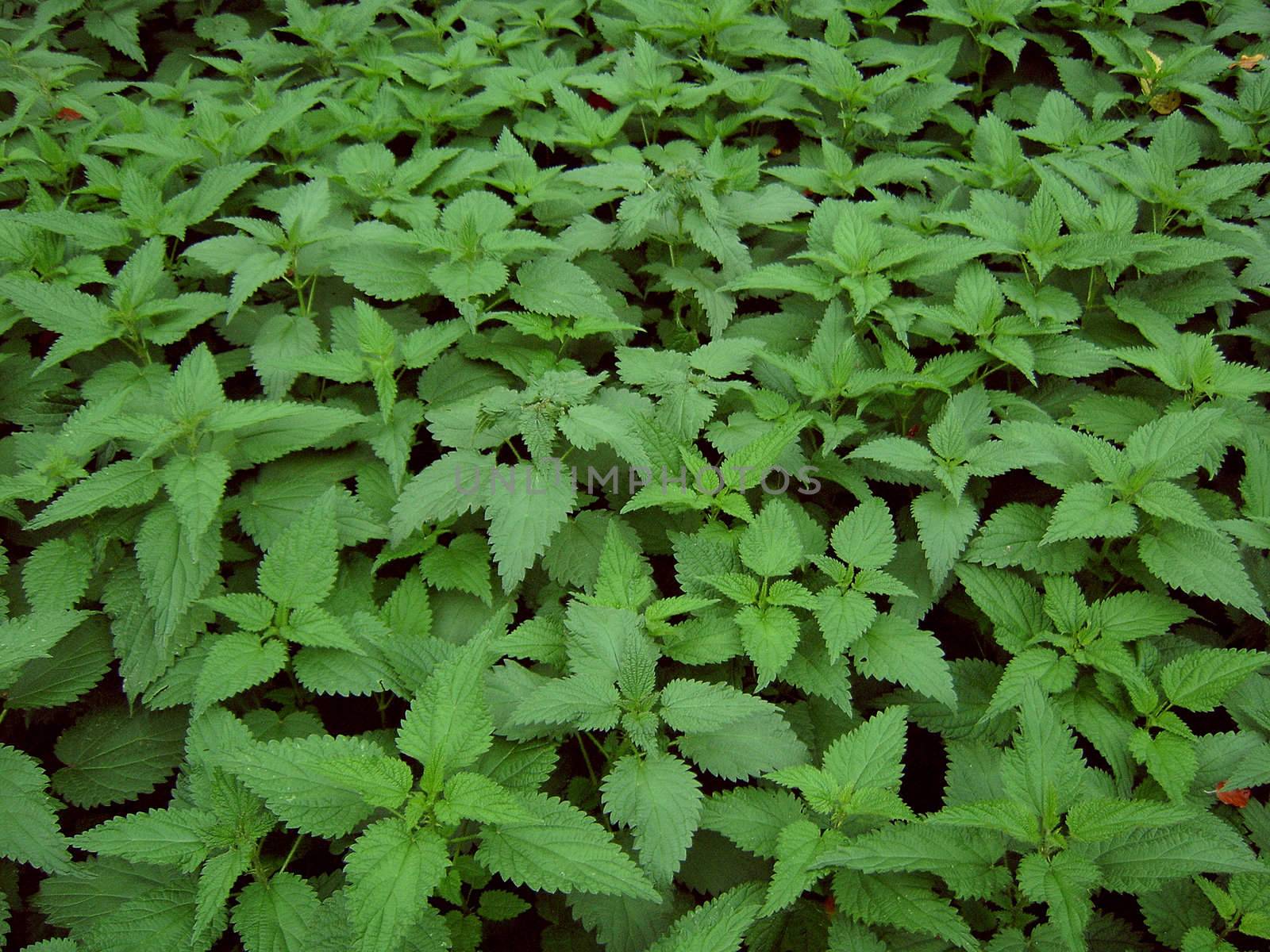 Nettle field by lukaves