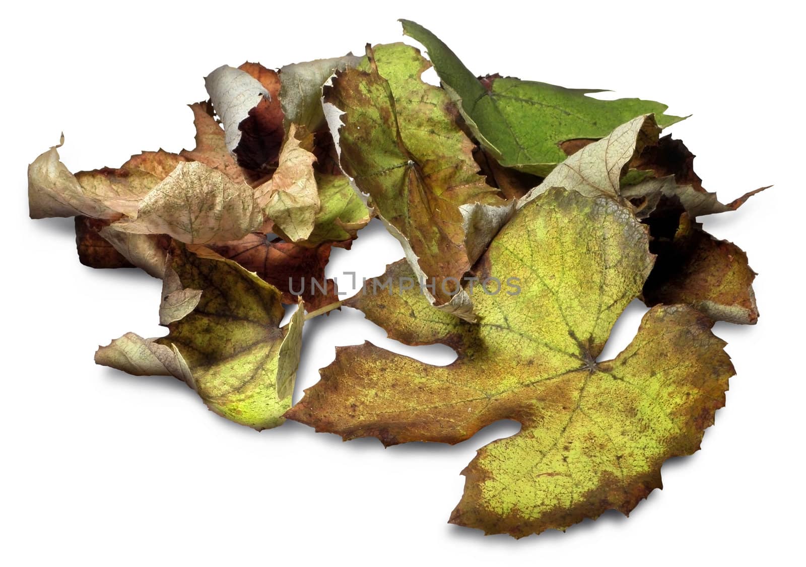 Autumn vine leaves isolated on white.