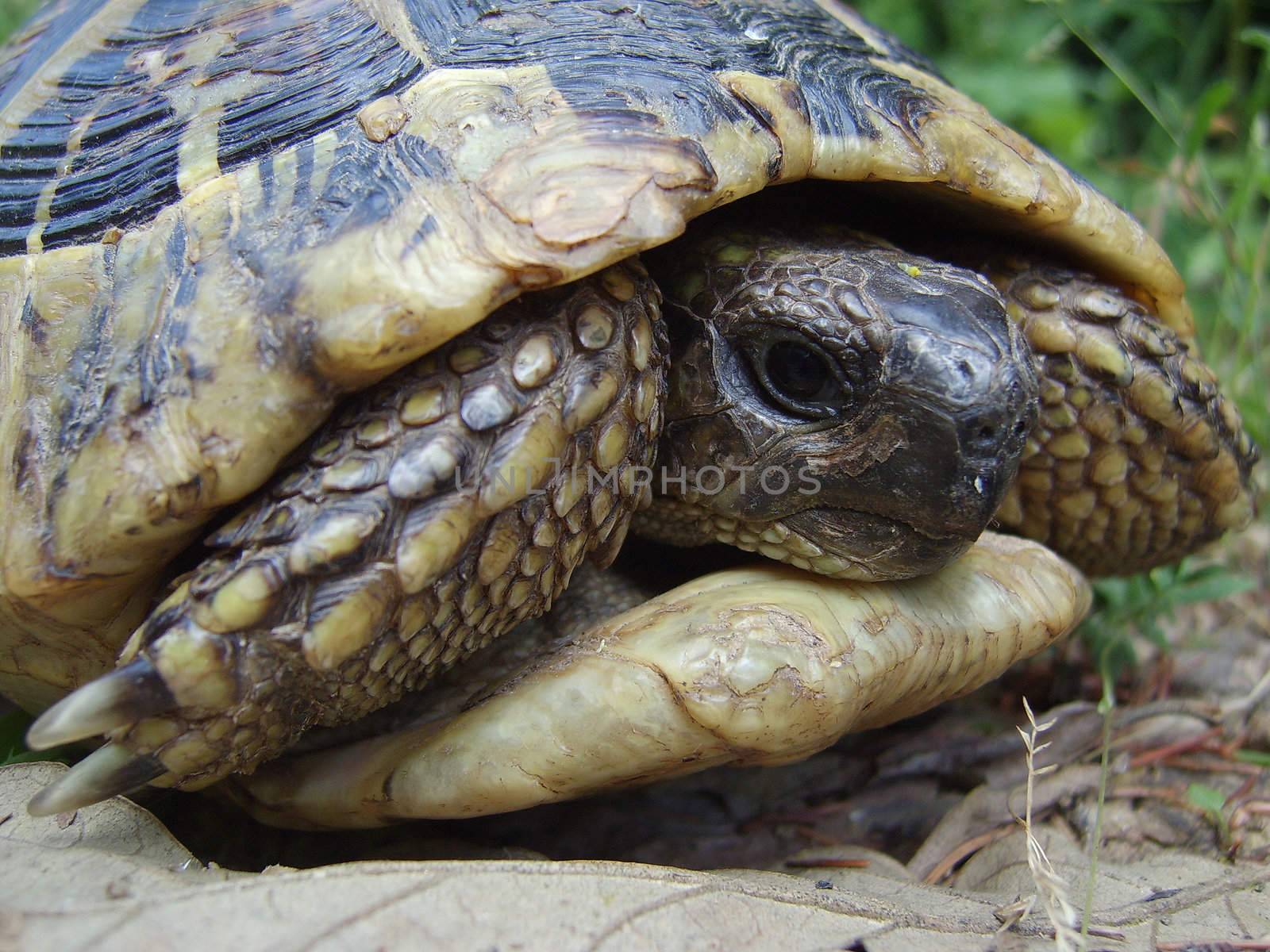 Turtle closeup.
