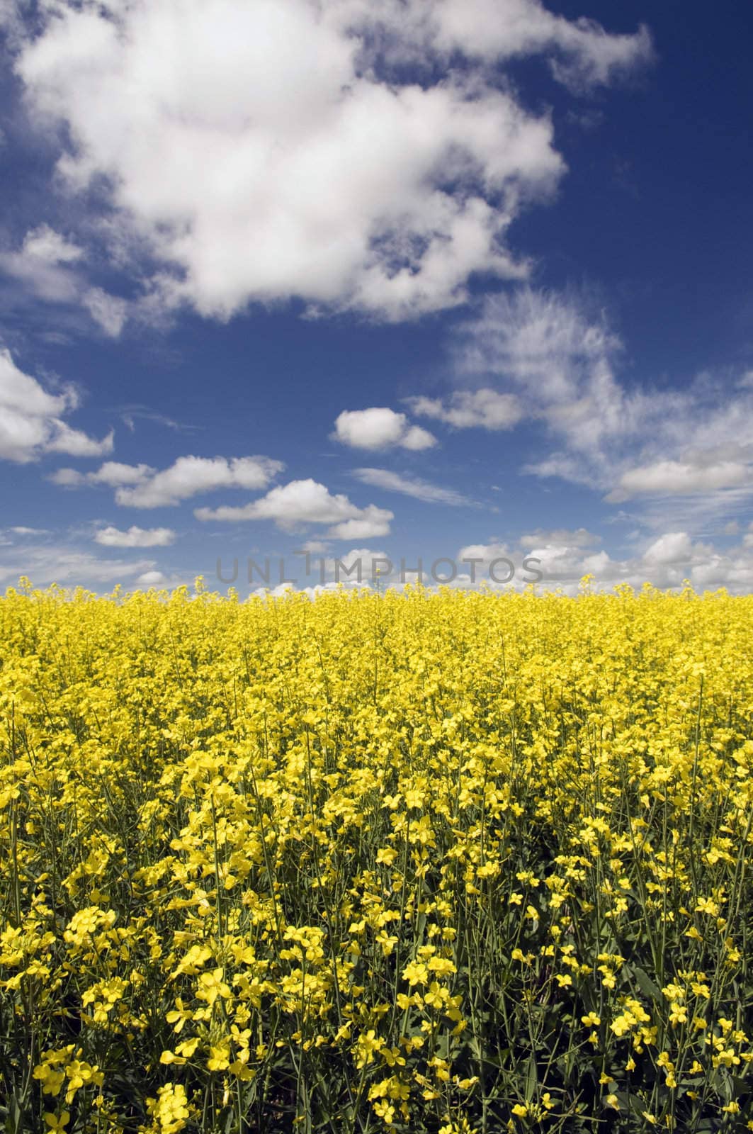 Field of Canola with instense blue sky with clouds