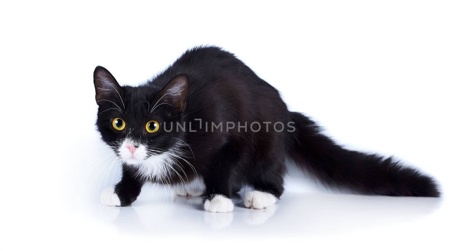 Black-and-white scared cat with yellow eyes. by Azaliya