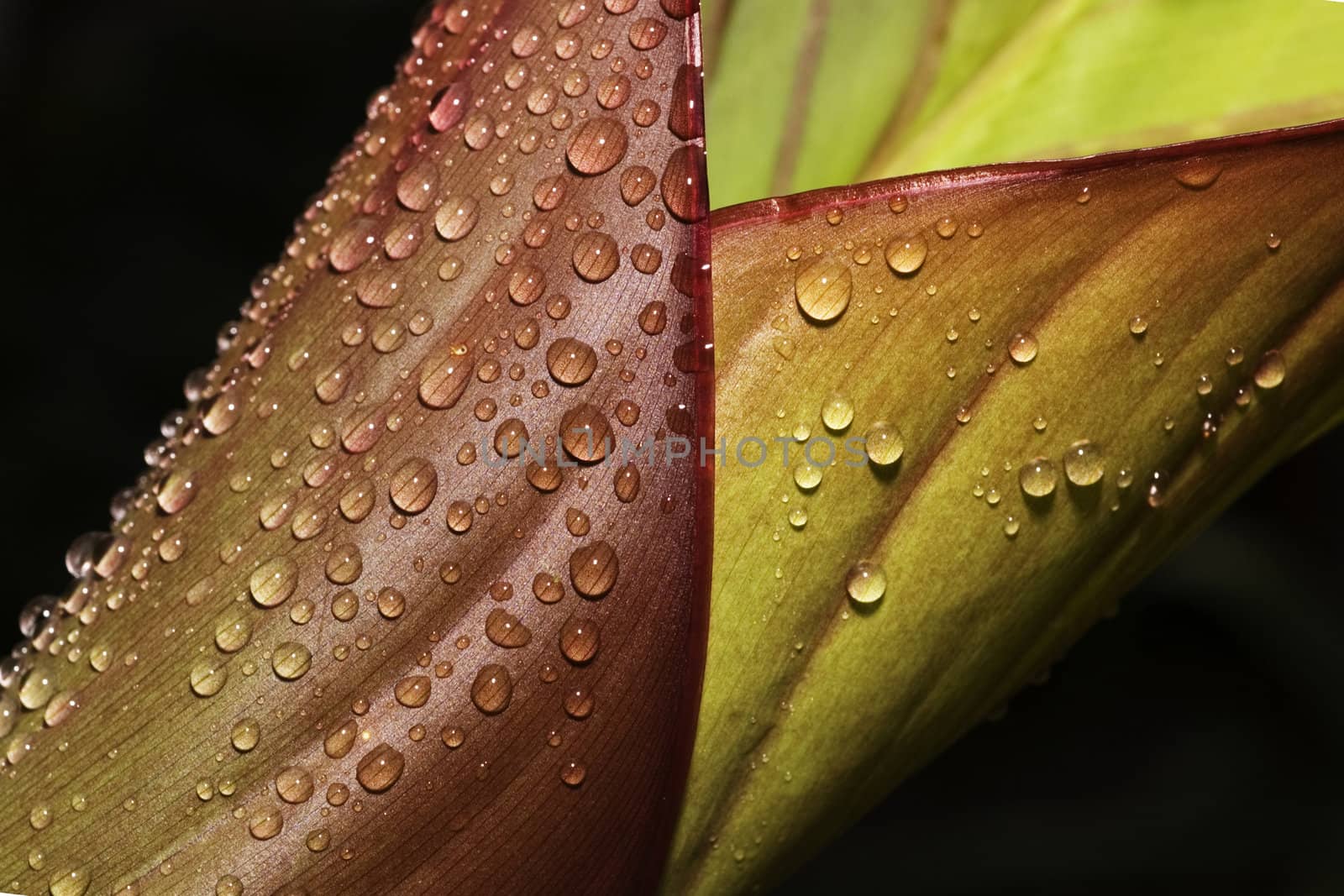 Abstract shapes - a unique leaf with water drops - shallow depth of field.