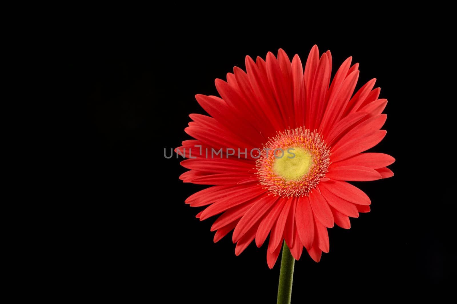 Orange gerber daisy on black background