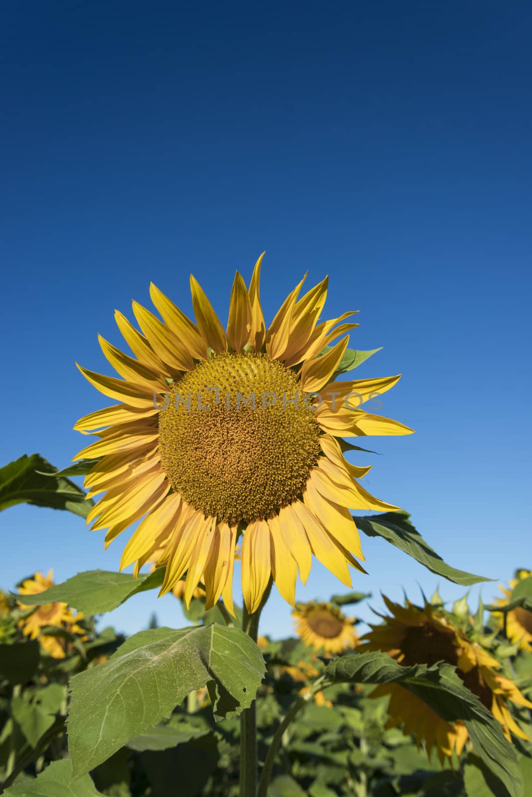 Large sunflower in the foreground of a field of sunflowers with a large blue sky copy area