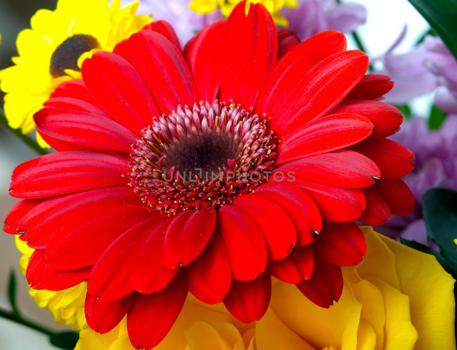 red gerber flower by motorolka