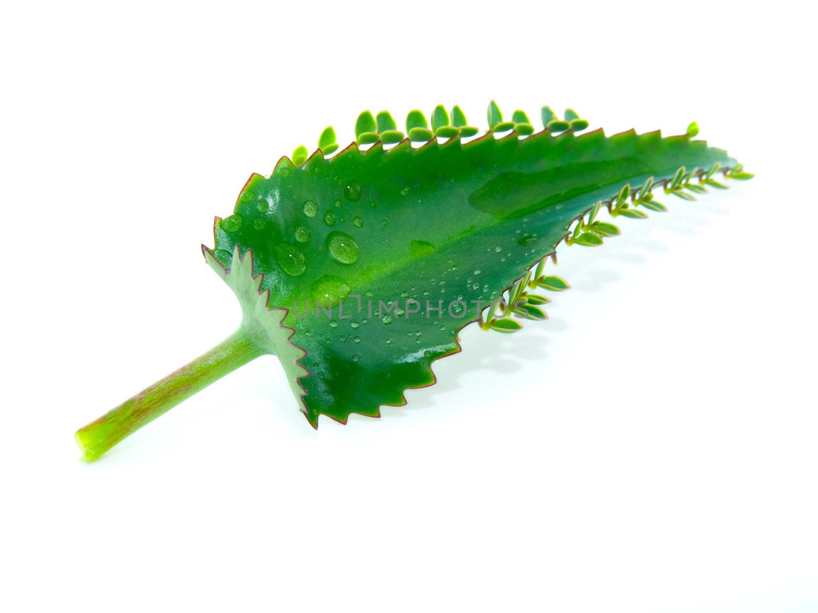 leaf of kalanchoe with water droplets by motorolka