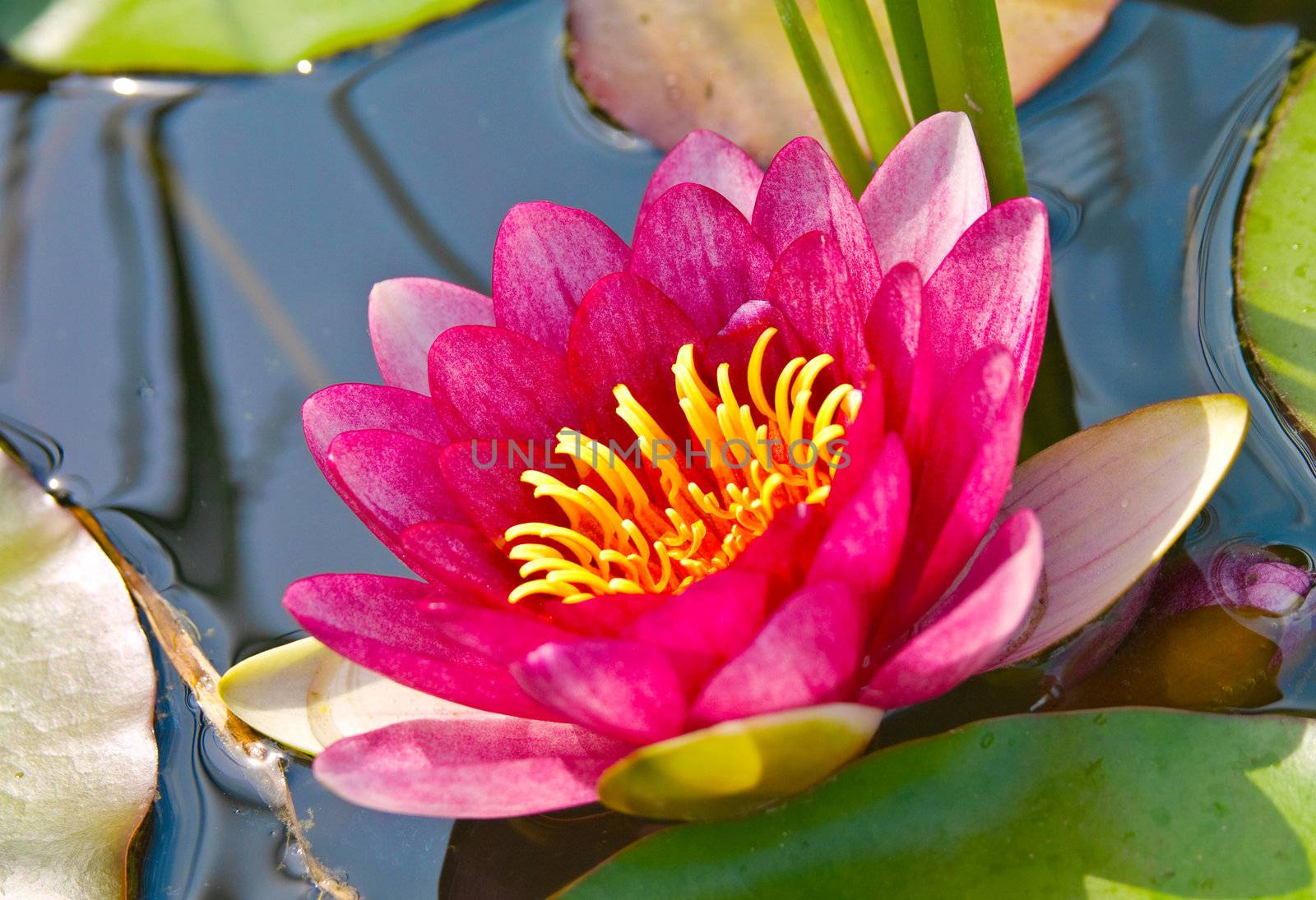 A close-up photo of water lily