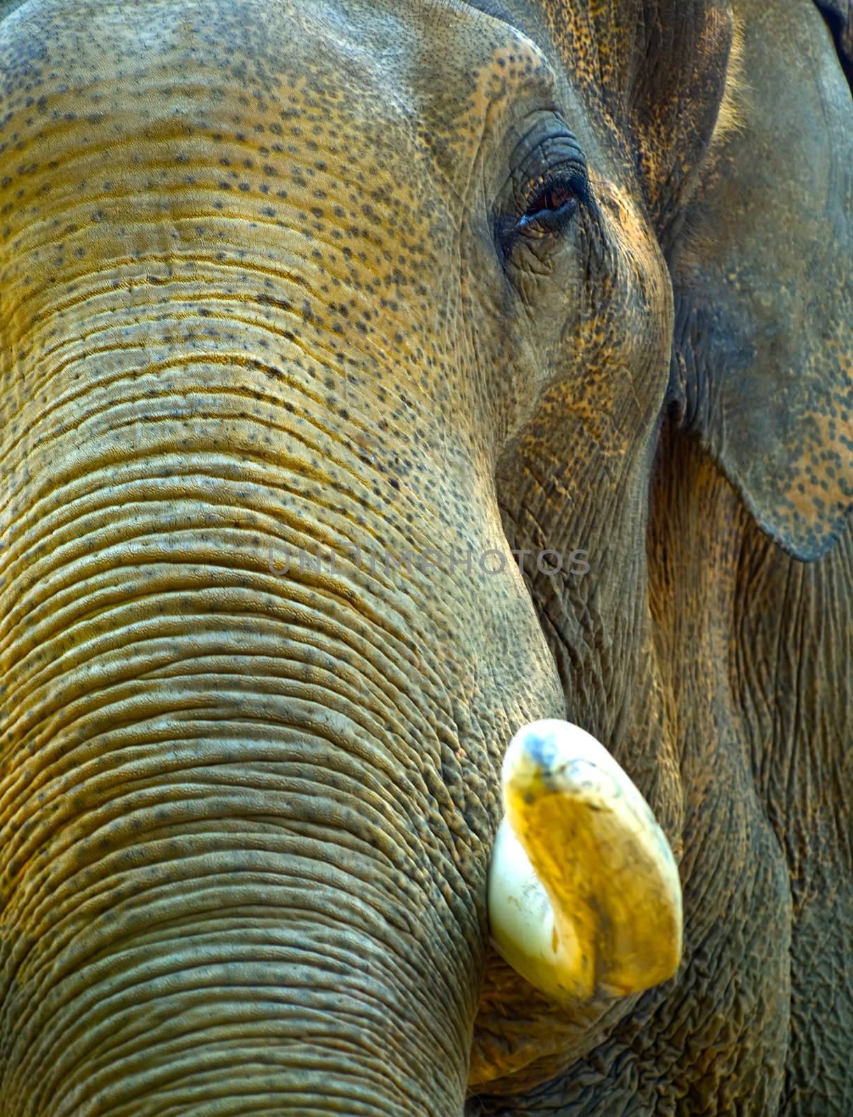 Close-up of a Elephant