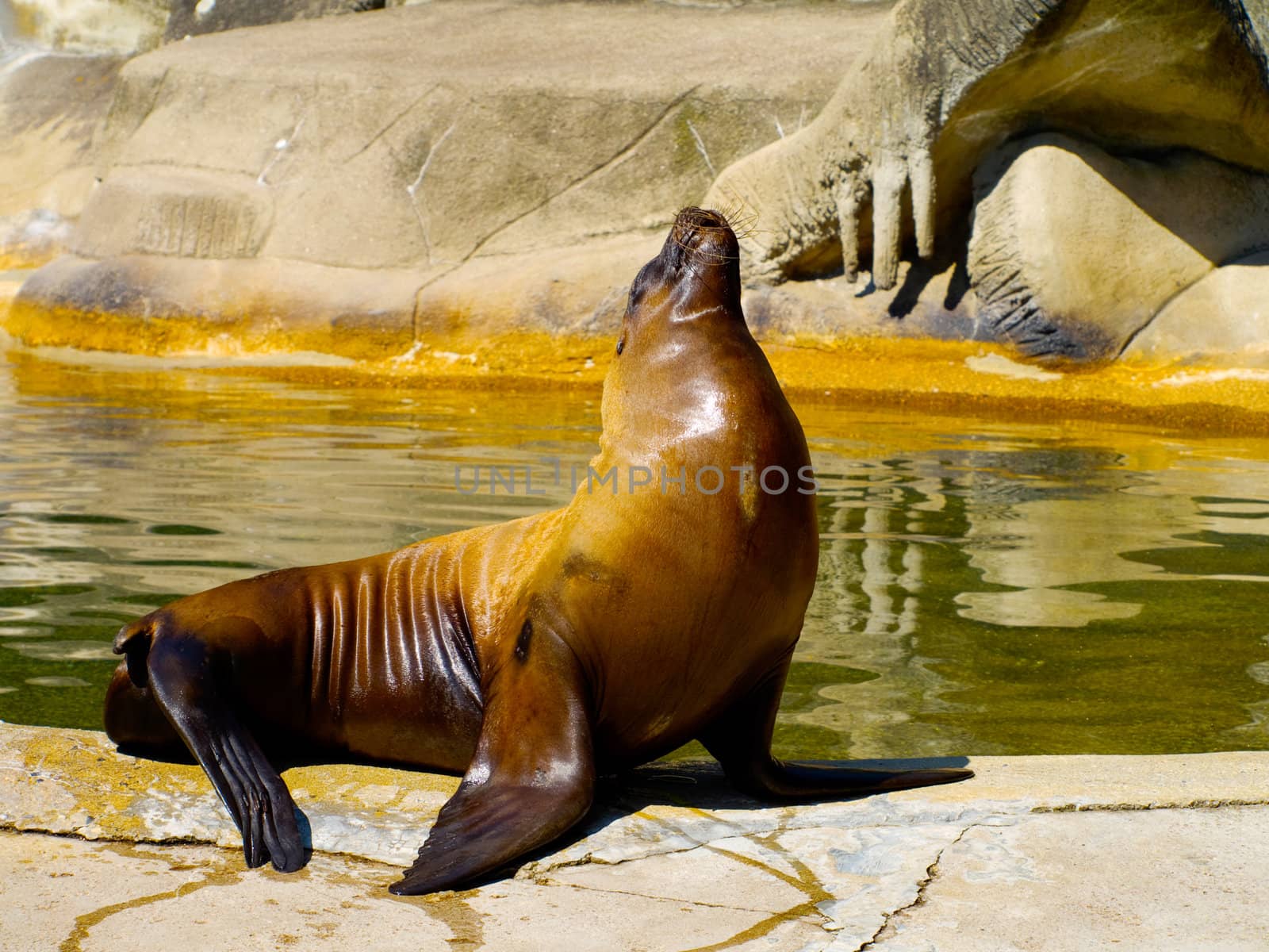 sea-lion by motorolka