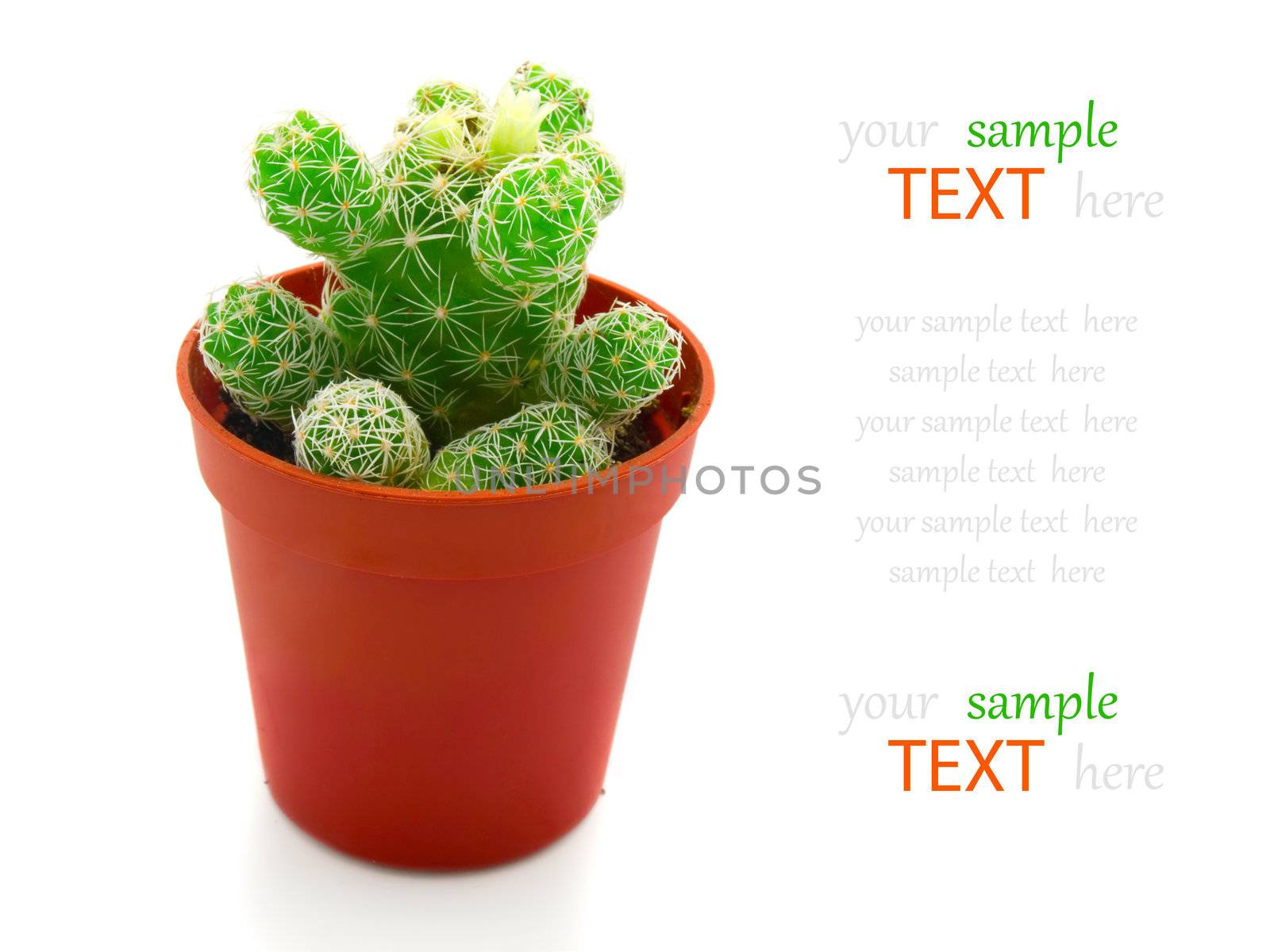 cactus