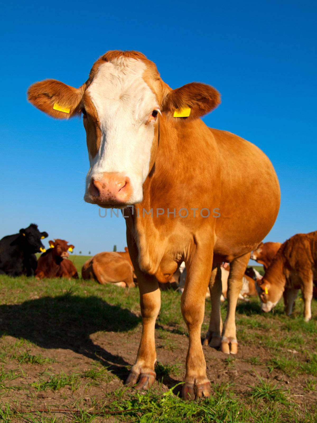 Cow  by motorolka