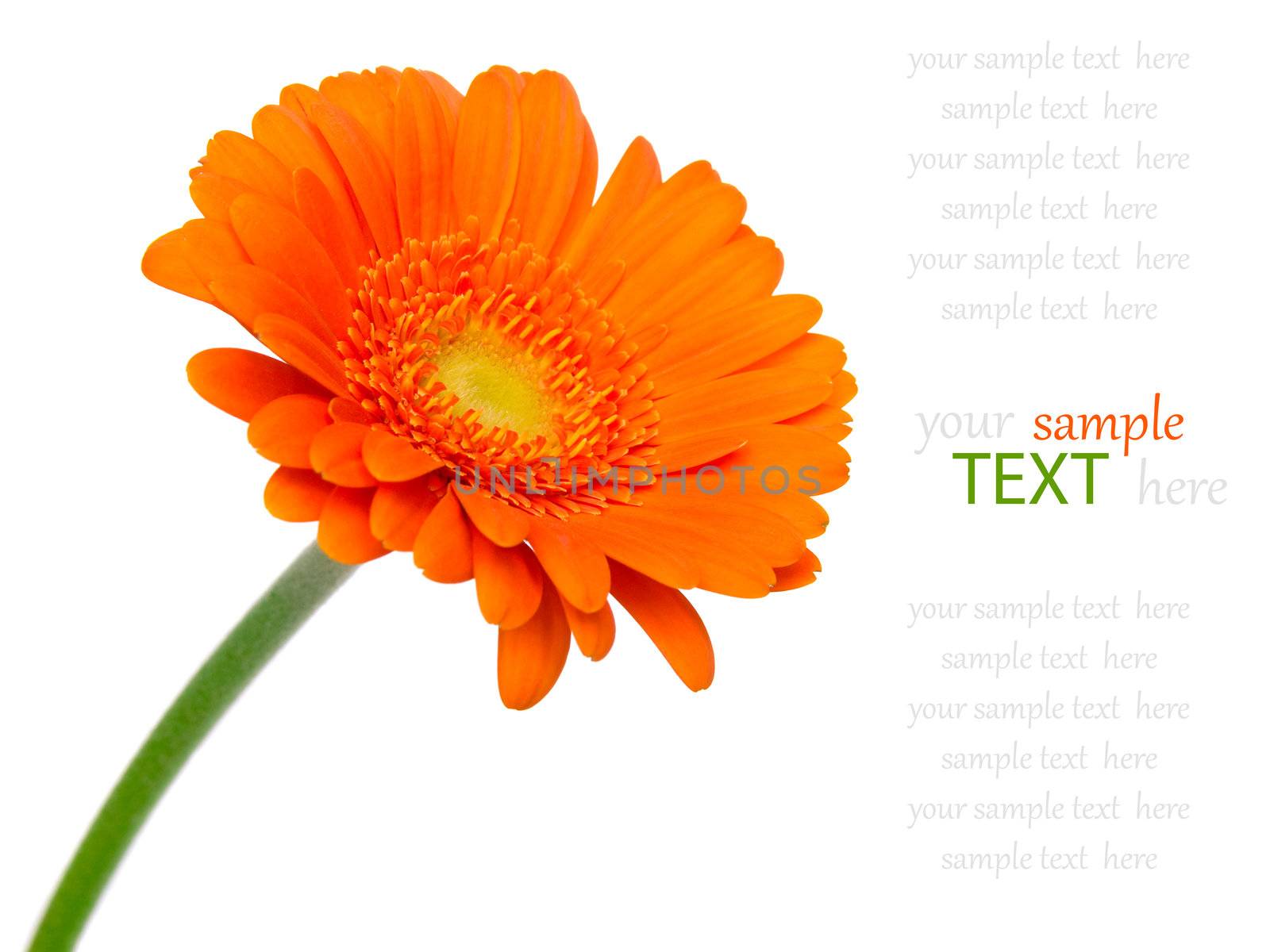 orange gerbera flower isolated on white background.  Very suitab by motorolka