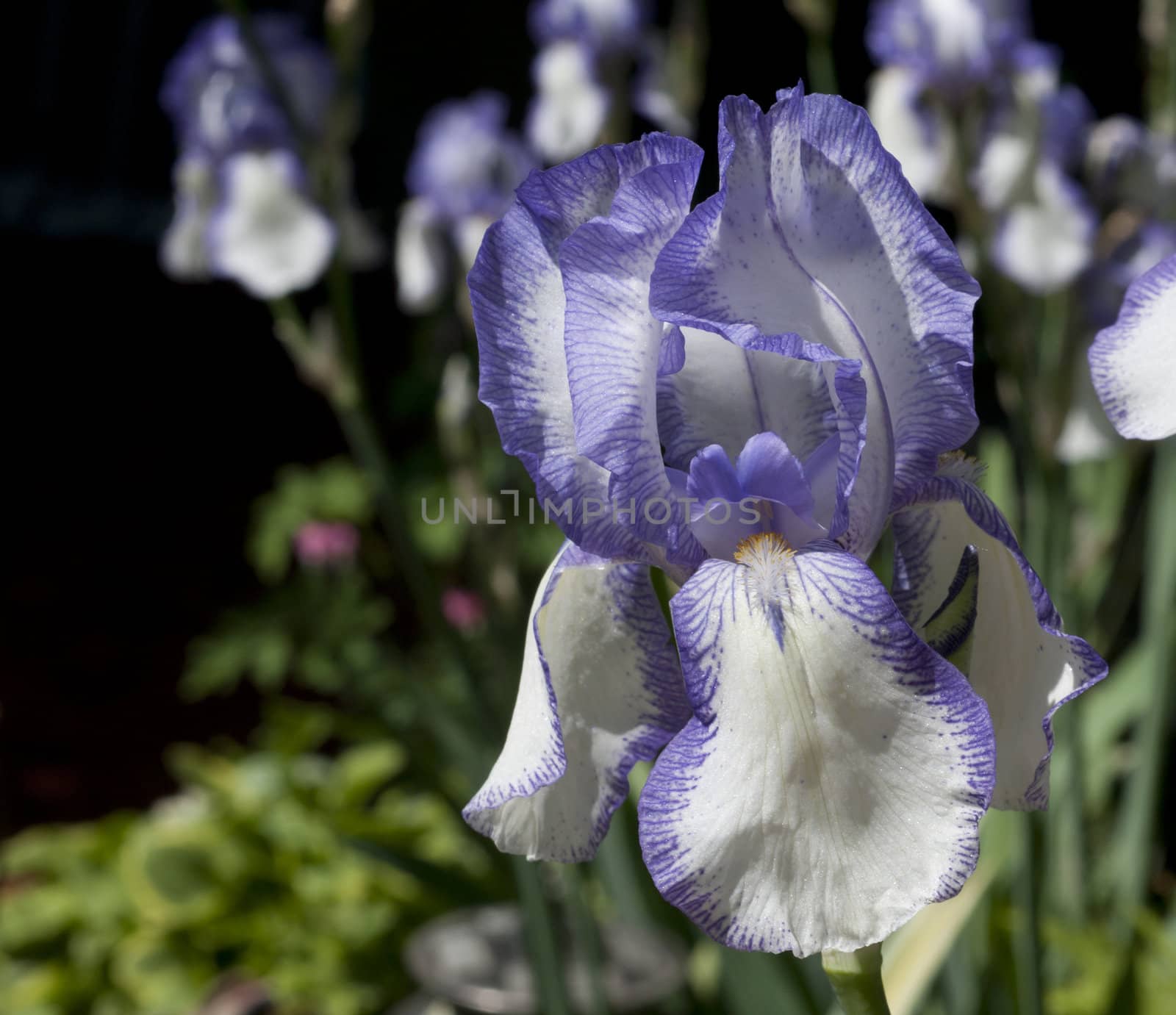 Focus on Iris Blossom by Gordo25