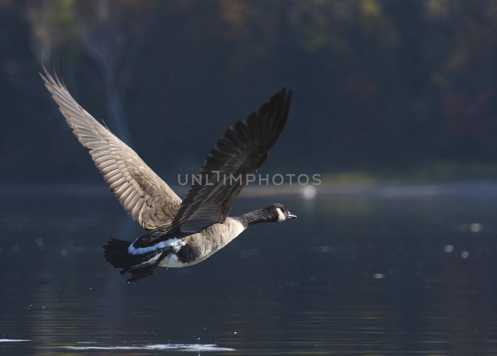Goose flying above the water into the shadows