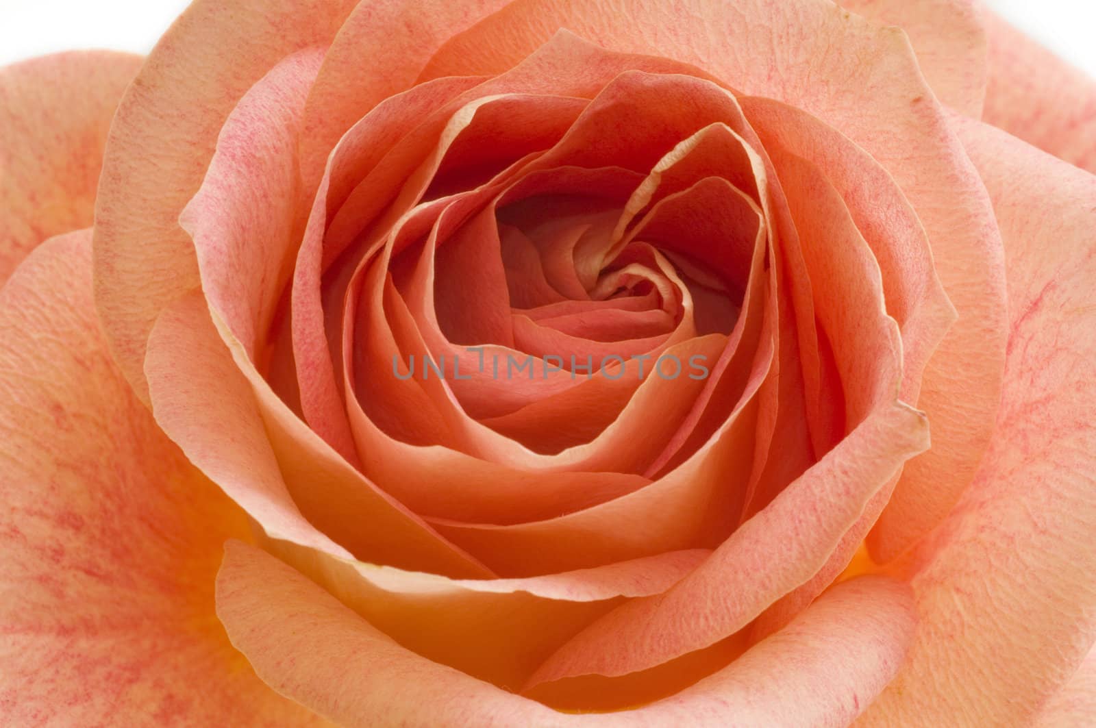 Macro image of a orange rose blossom