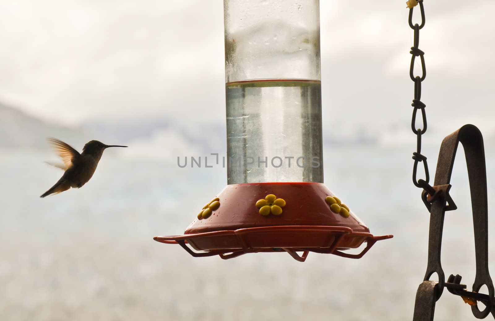 Hummingbird flaps wings by RefocusPhoto
