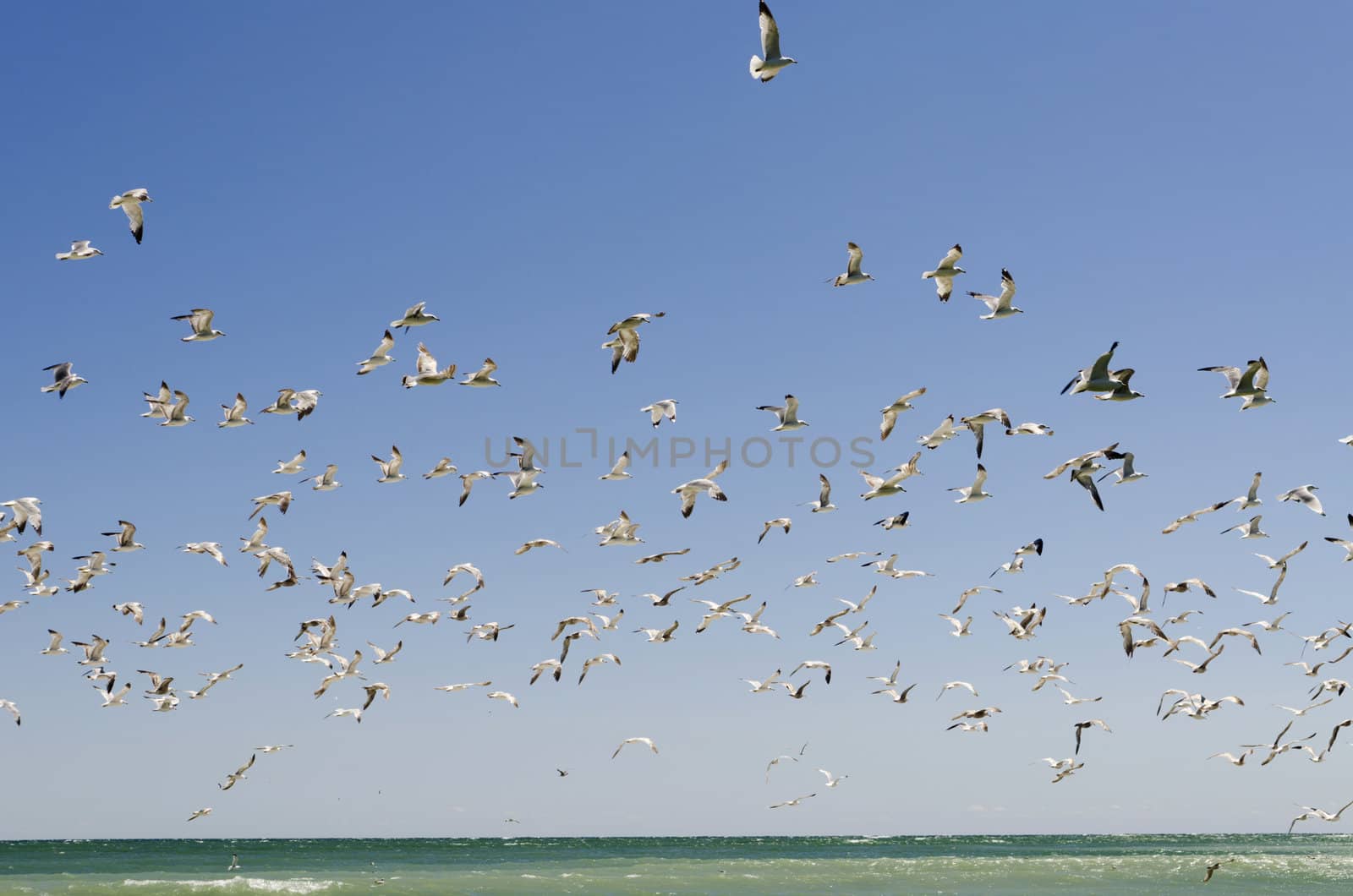 Sky full of seagulls on a blue sky with an emerald strip of the lake