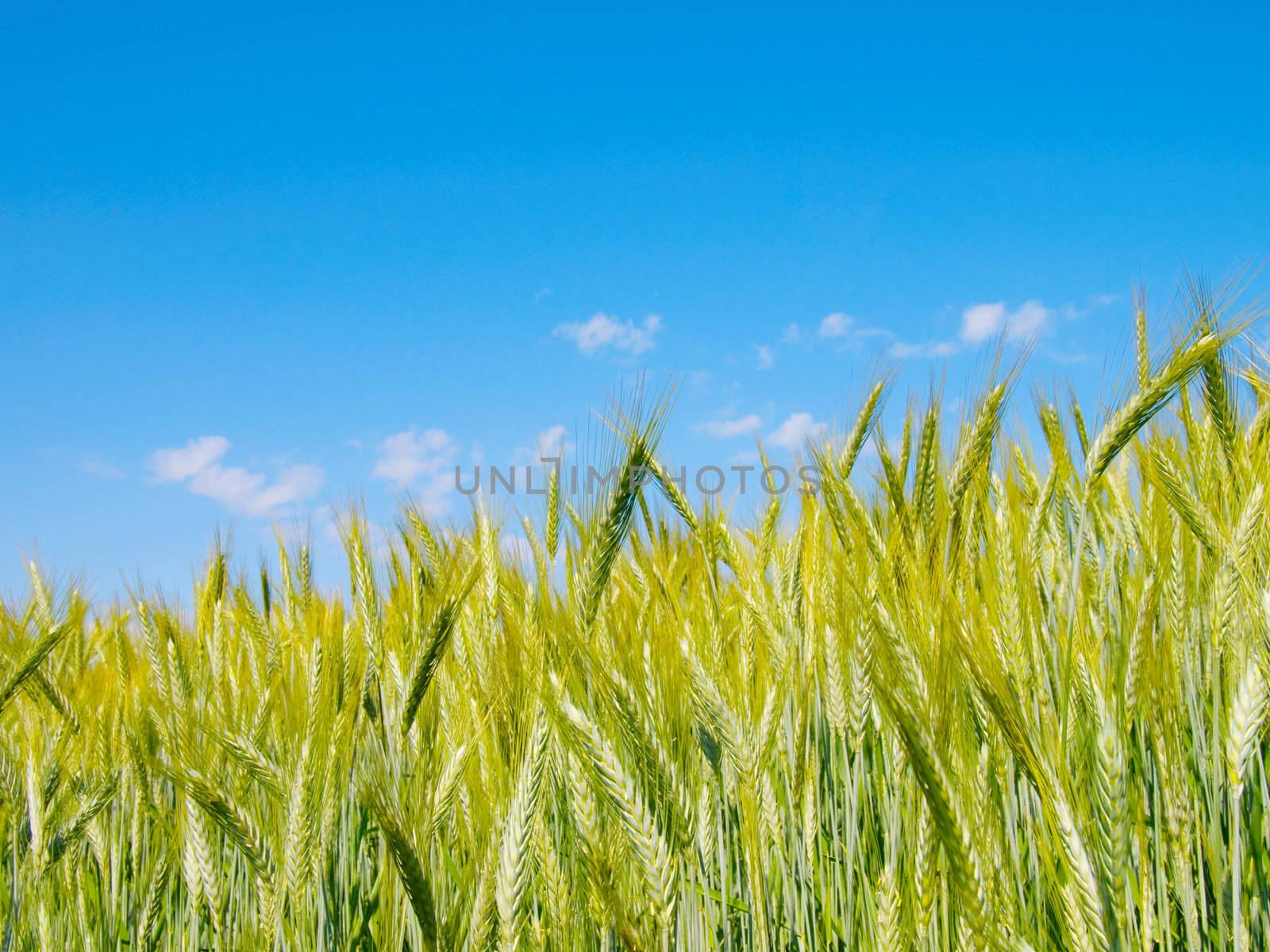 wheat harvest on blue sky  by motorolka