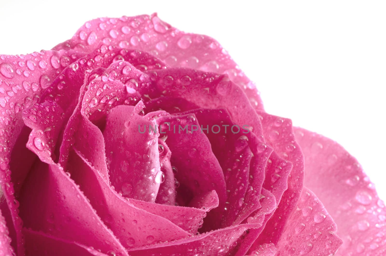 Abstract Pink Rose with selective focus on the center with water drops