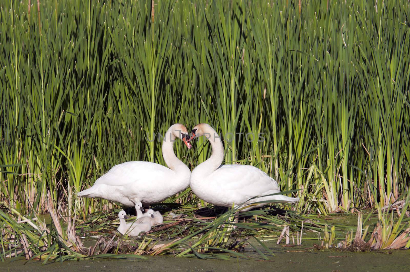 Heart shape swan necks with three young swans look on, with copy space in the marsh reeds