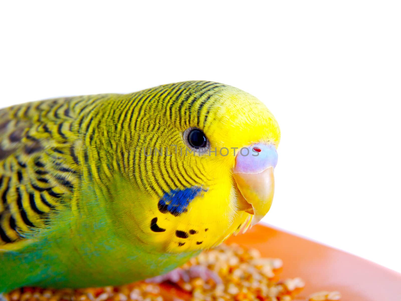 budgerigar on white background by motorolka