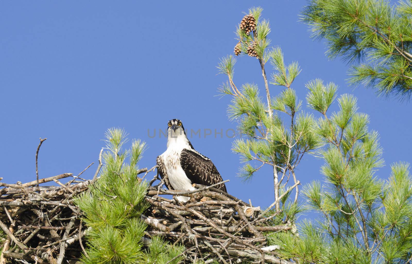 Osprey watching the photographer from the nest located in Charleston Lake
