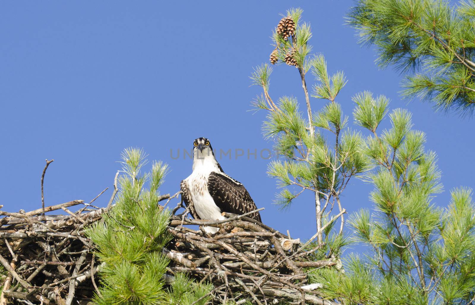 Osprey Watching the Photographer by Gordo25