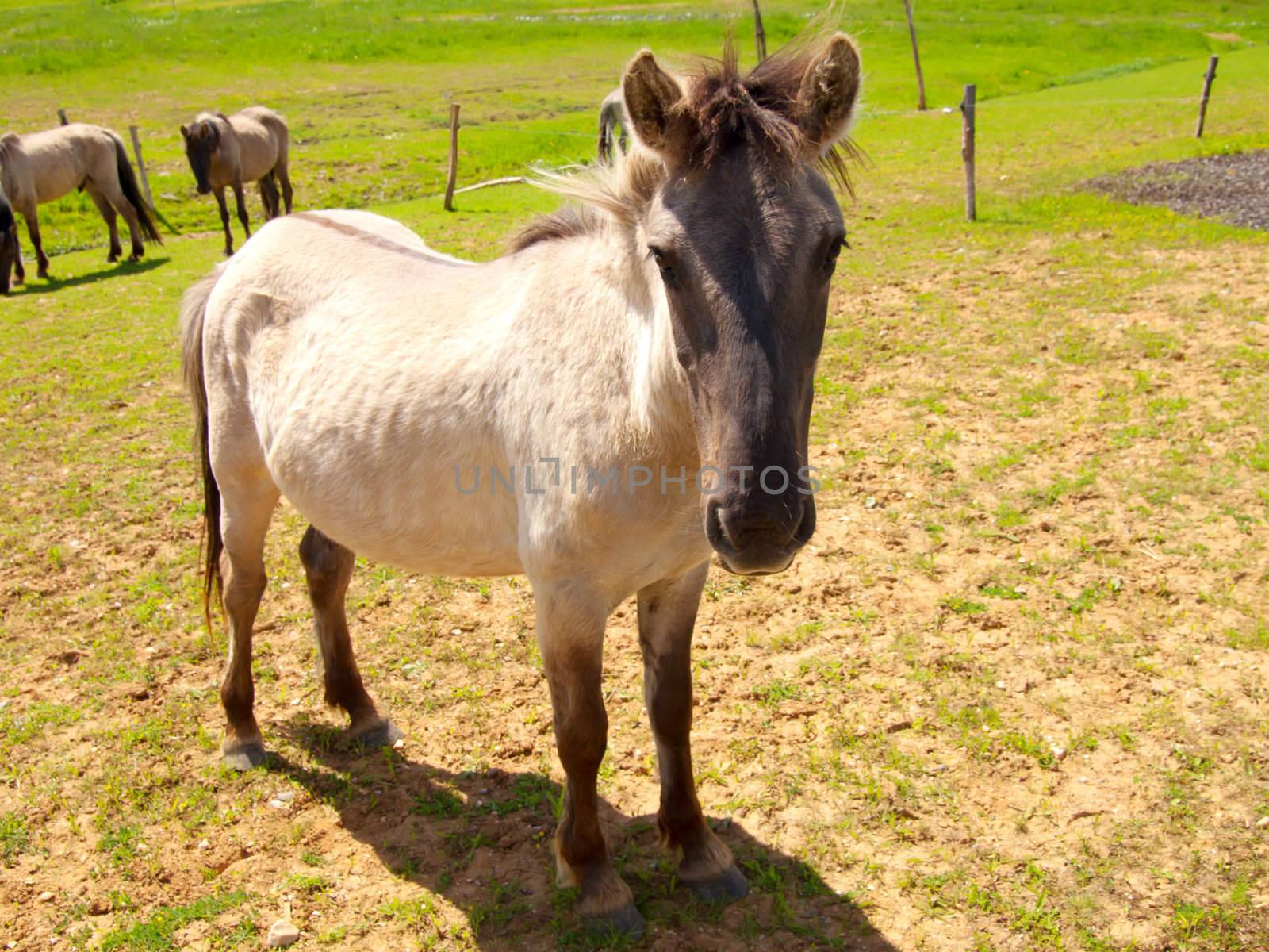 horse on field 