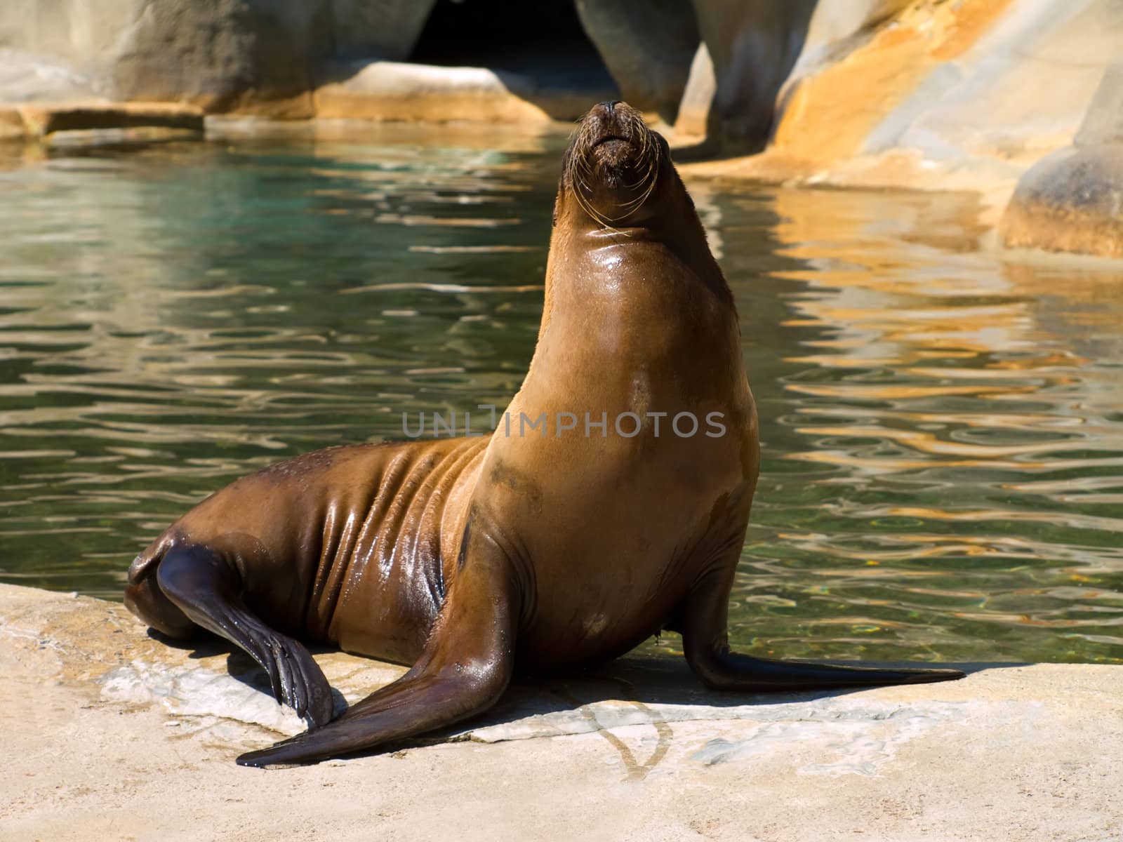 sea-lion  by motorolka