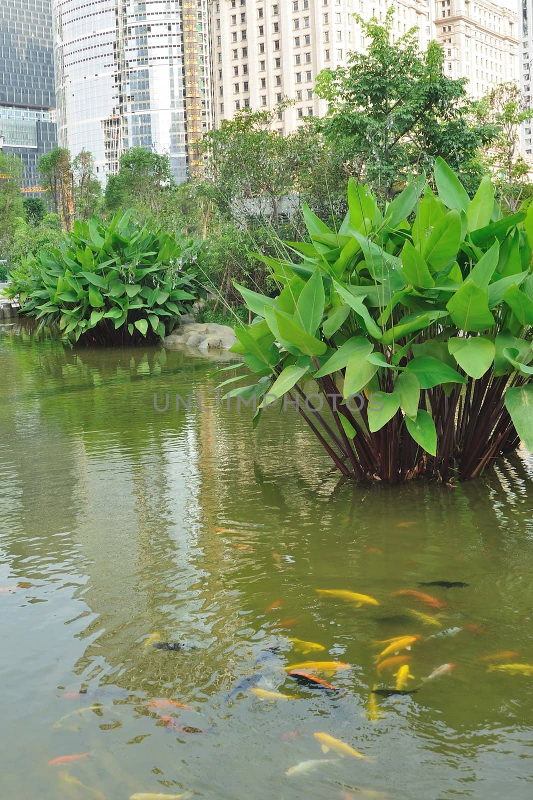 Urban garden with pond, tree and building background