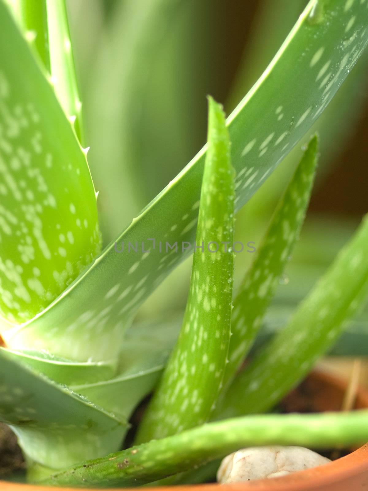 Green leaves of aloe plant close up. Macro  by motorolka